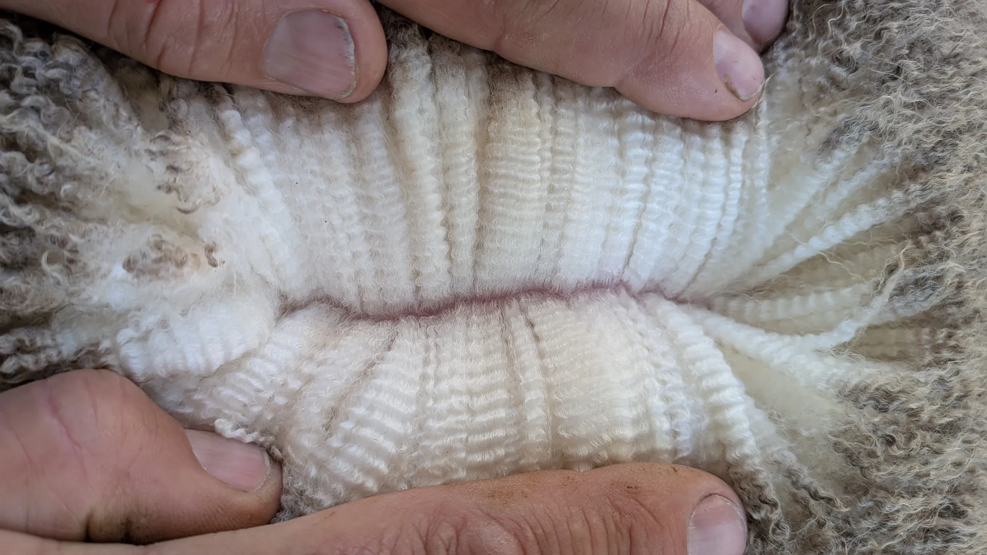 Mumblebone Lot 303, 2026 Ram Sale Merino ram