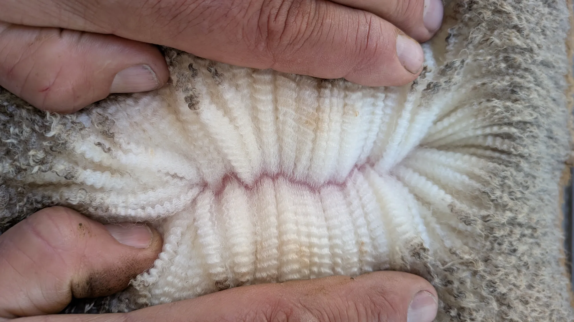 Mumblebone Lot 306, 2026 Ram Sale Merino ram