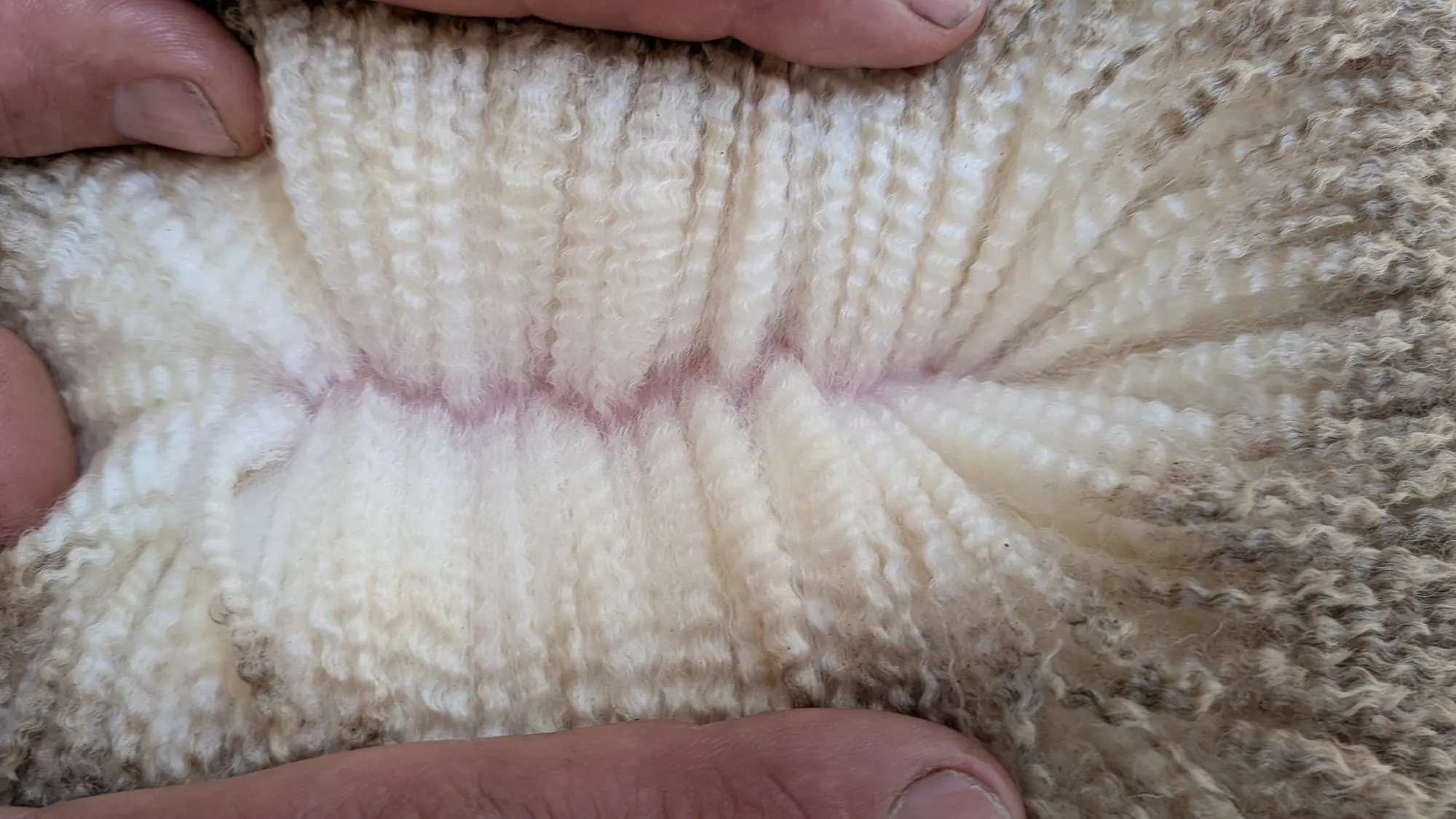 Mumblebone Lot 85, 2026 Ram Sale Merino ram
