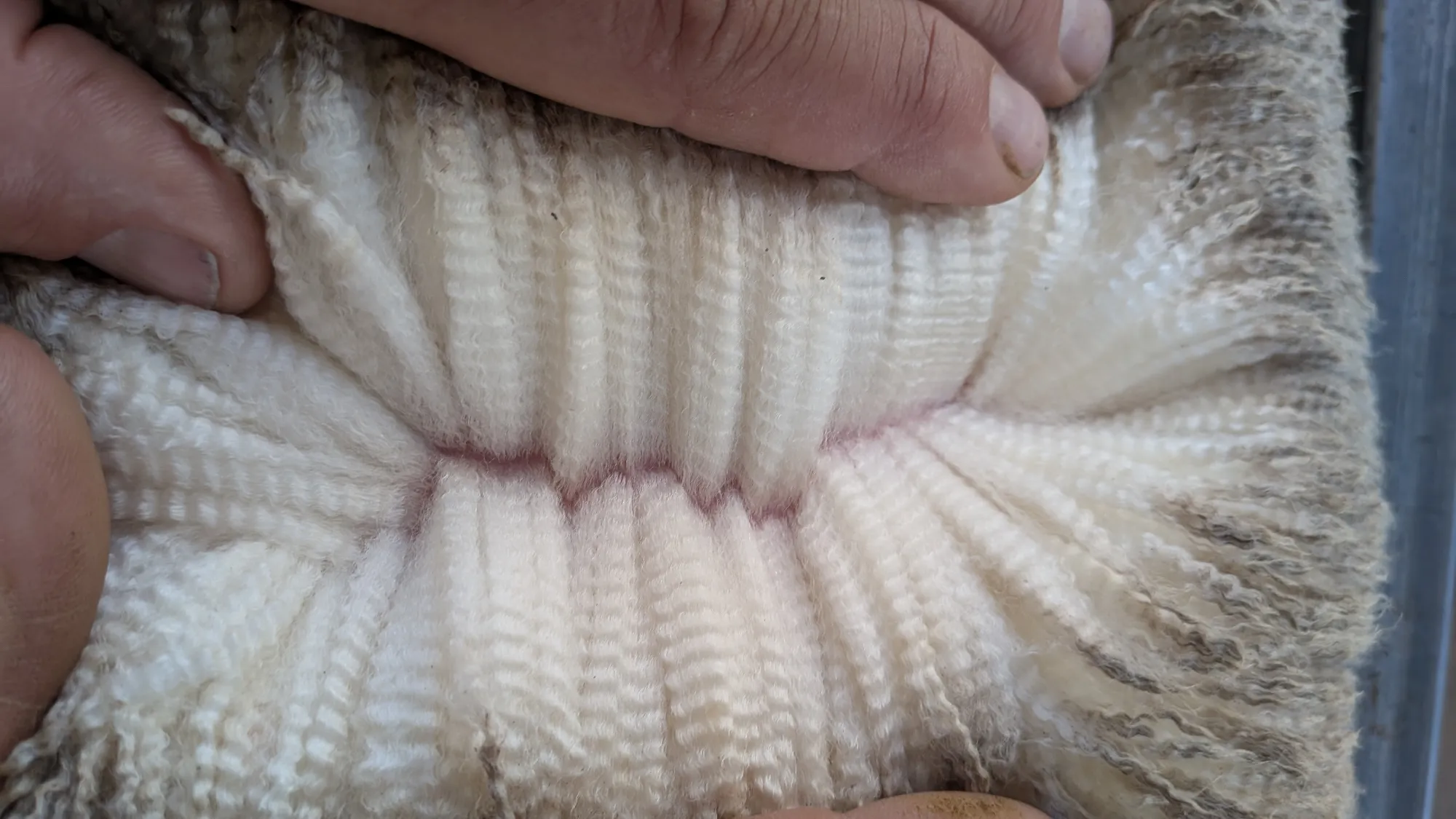 Mumblebone Lot 123, 2026 Ram Sale Merino ram