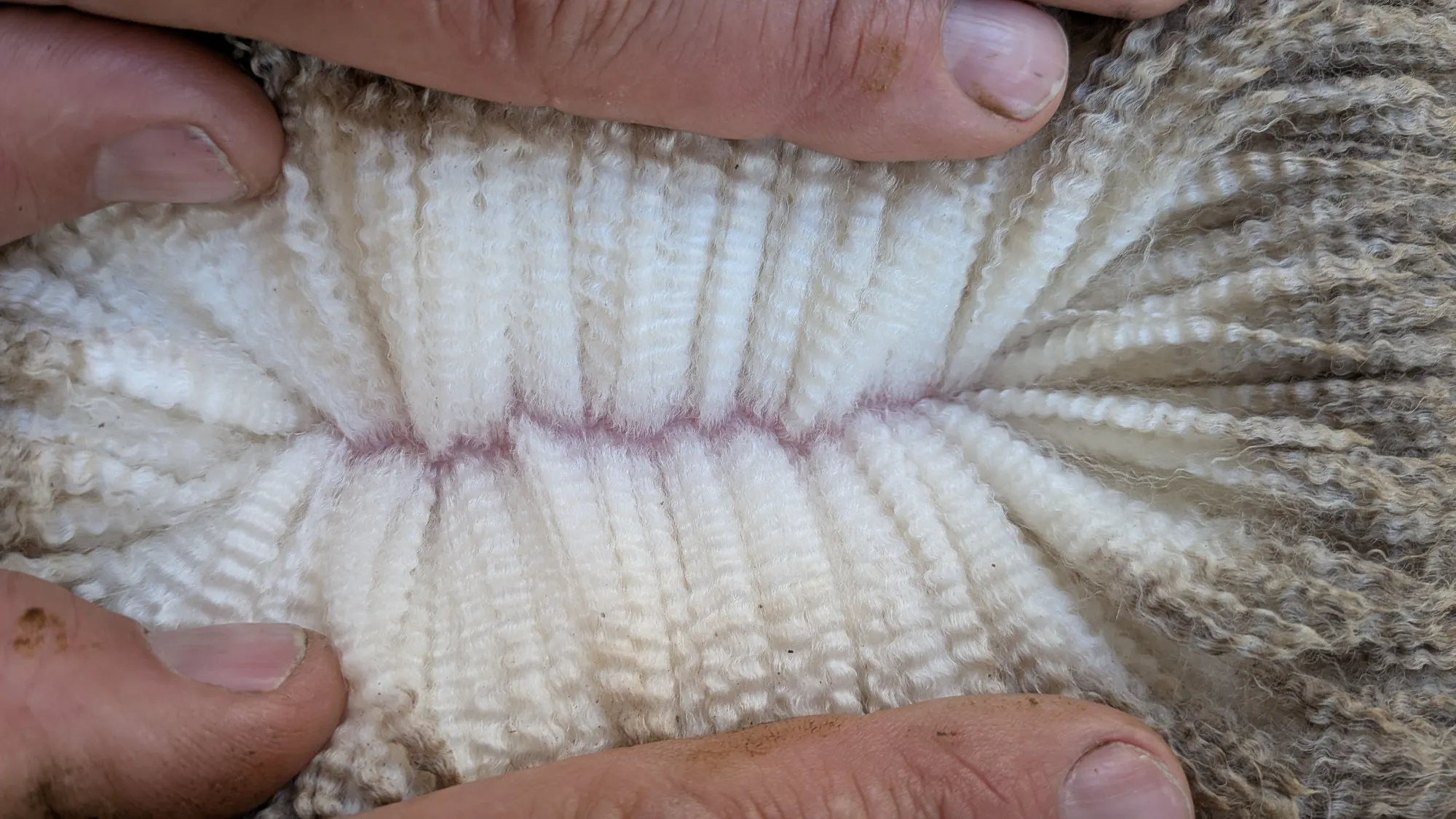 Mumblebone Lot 230, 2026 Ram Sale Merino ram
