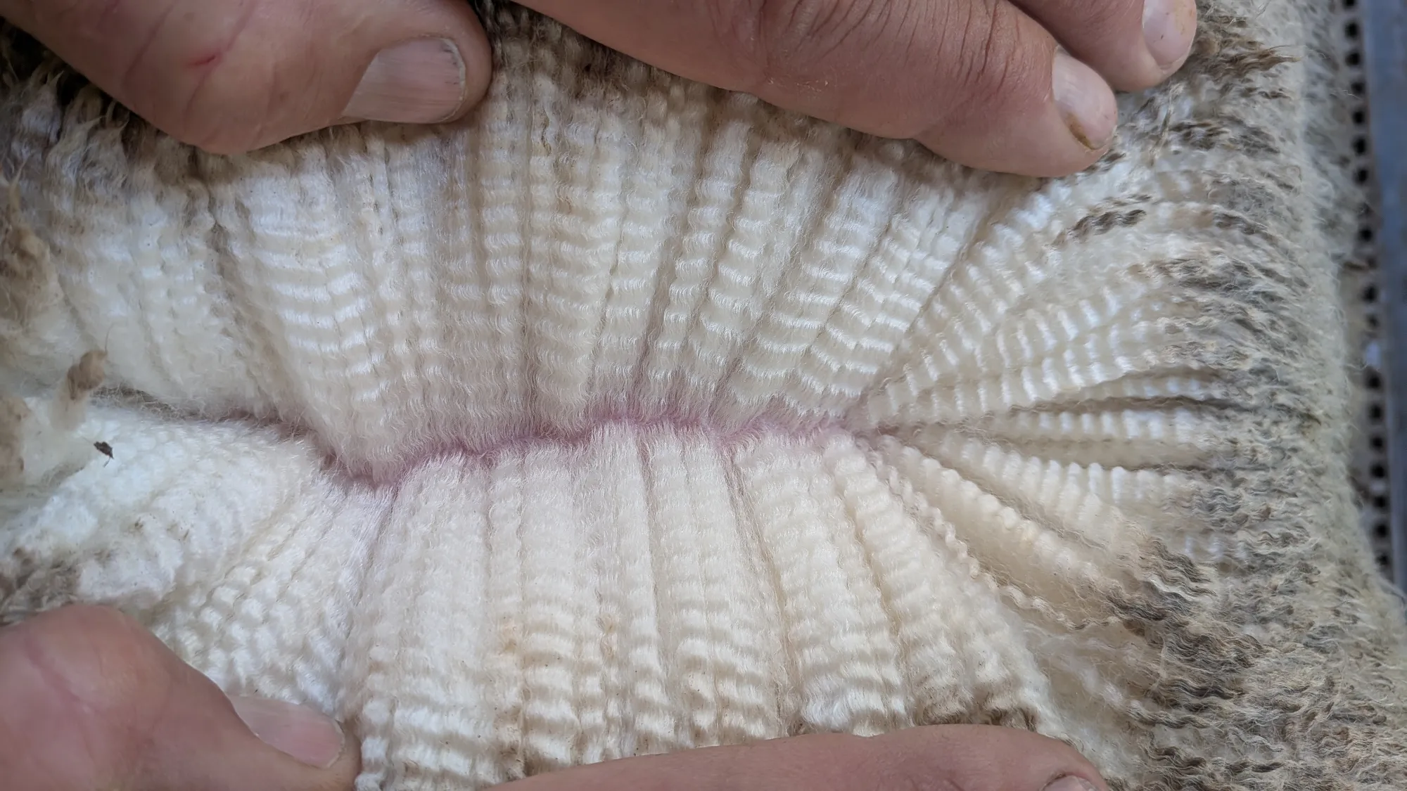 Mumblebone Lot 175, 2026 Ram Sale Merino ram