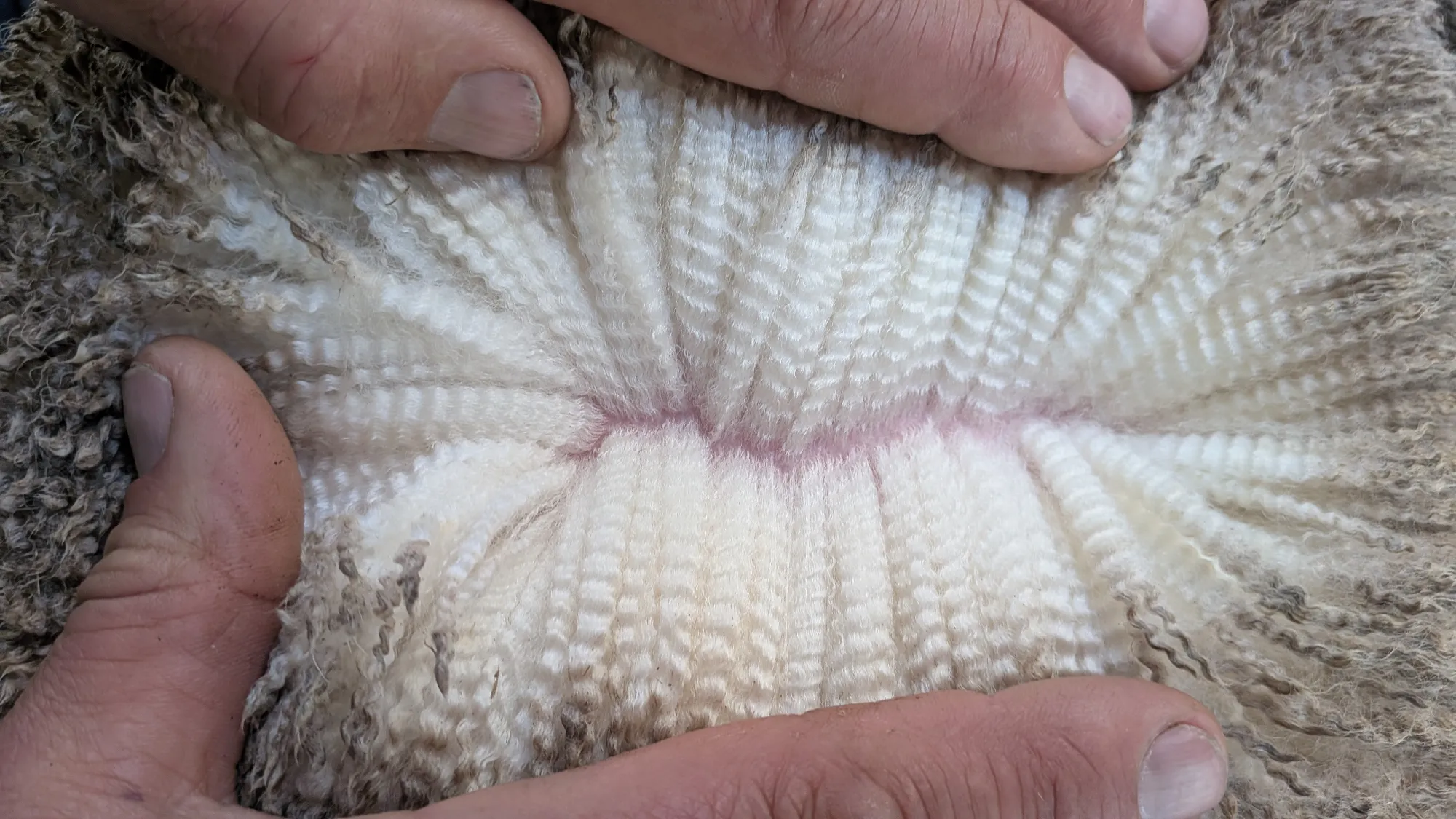Mumblebone Lot 136, 2026 Ram Sale Merino ram