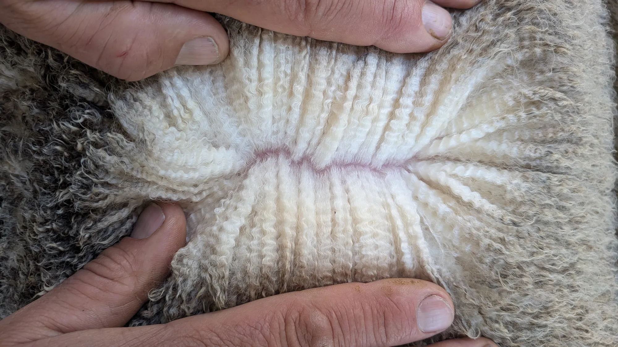 Mumblebone Lot 164, 2026 Ram Sale Merino ram
