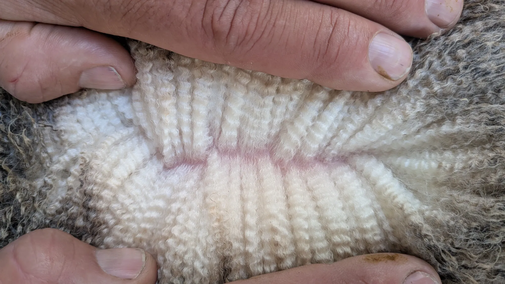 Mumblebone Lot 192, 2026 Ram Sale Merino ram