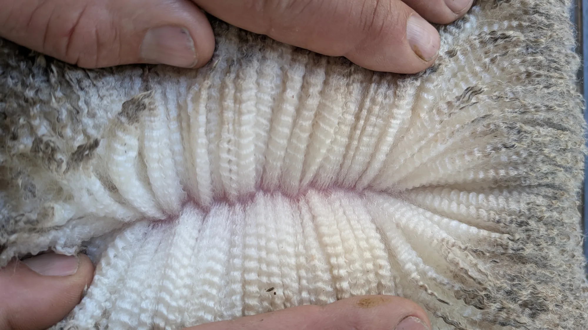 Mumblebone Lot 105, 2026 Ram Sale Merino ram