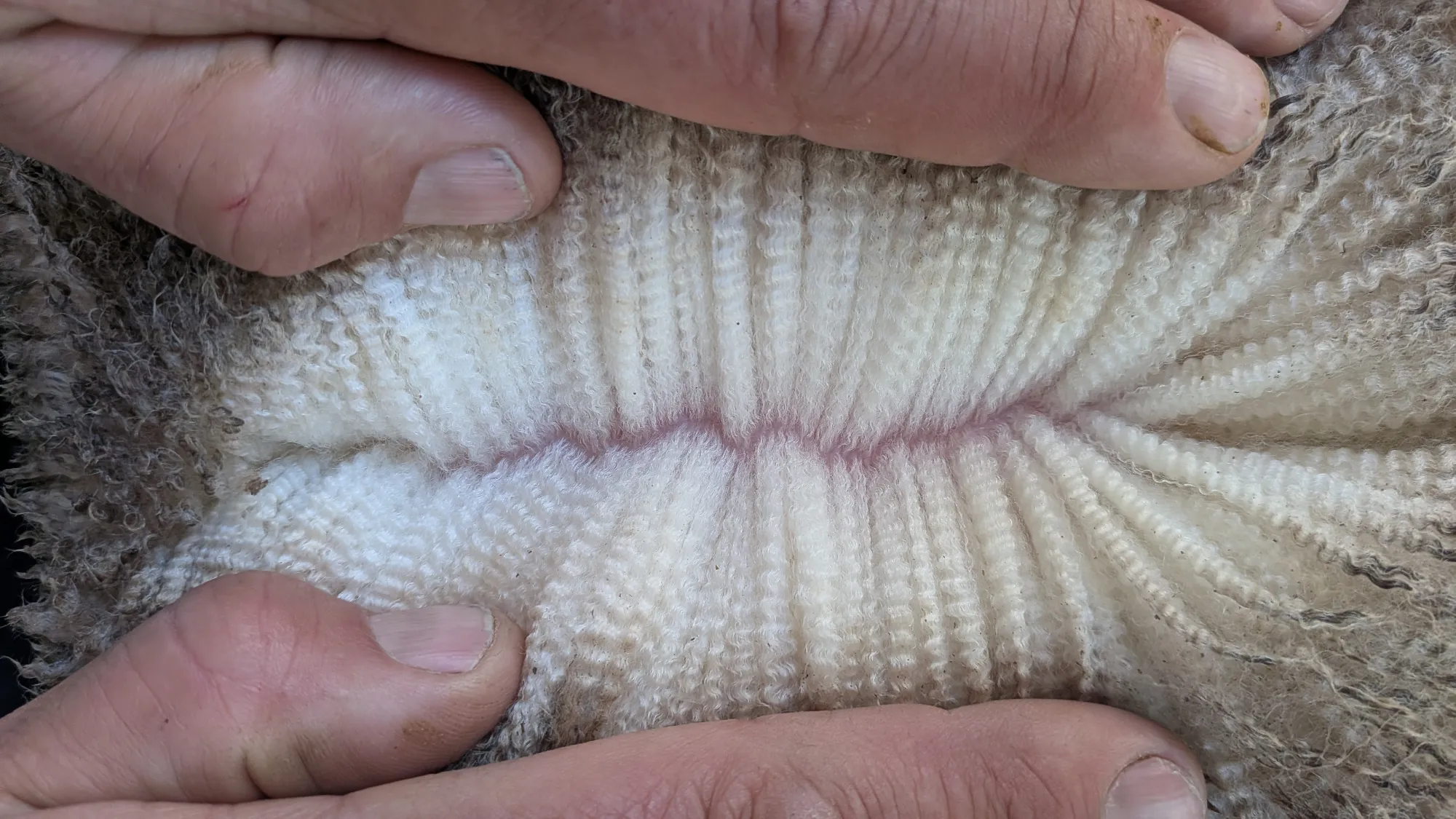 Mumblebone Lot 127, 2026 Ram Sale Merino ram