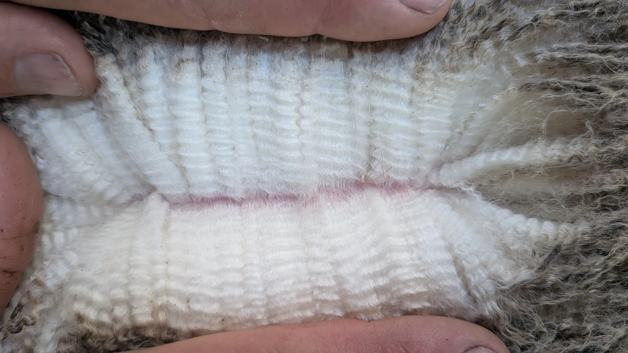 Mumblebone Lot 193, 2026 Ram Sale Merino ram