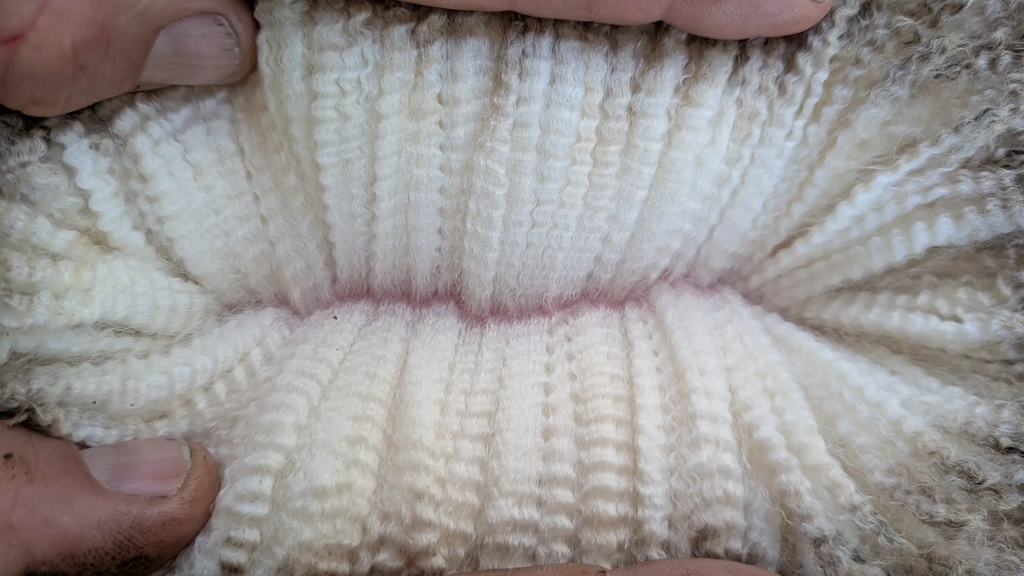 Mumblebone Lot 261, 2026 Ram Sale Merino ram