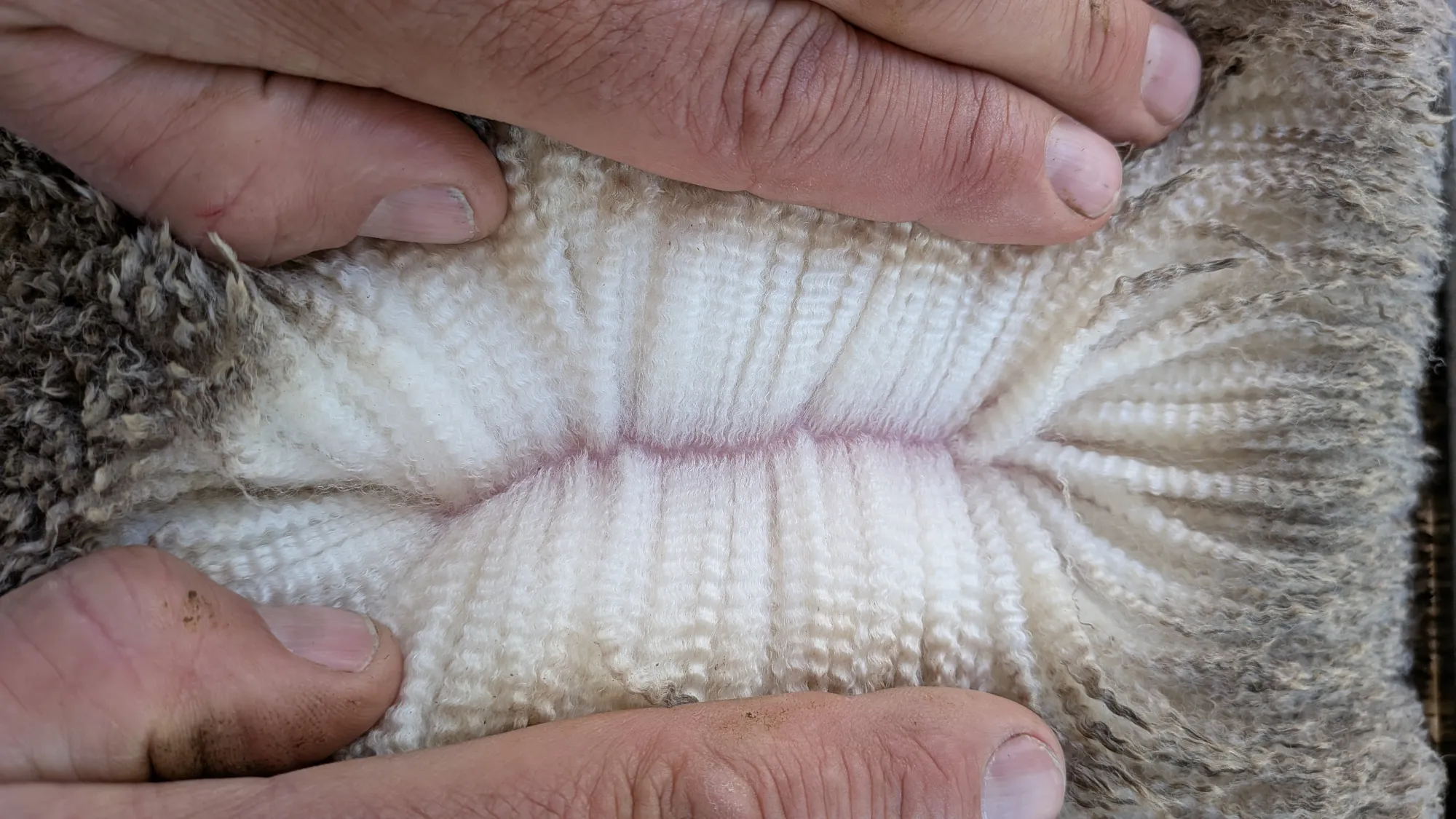 Mumblebone Lot 245, 2026 Ram Sale Merino ram