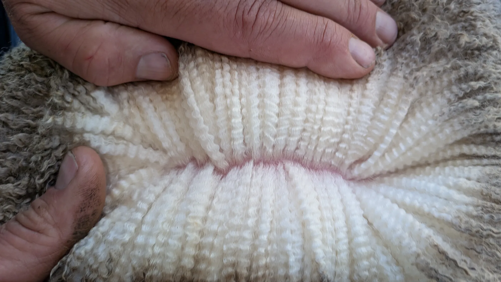 Mumblebone Lot 98, 2026 Ram Sale Merino ram