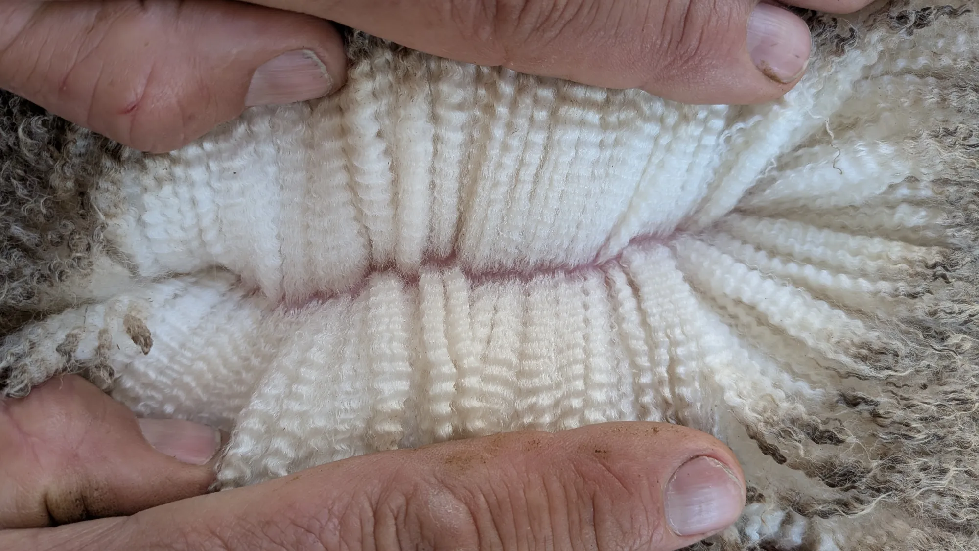 Mumblebone Lot 297, 2026 Ram Sale Merino ram