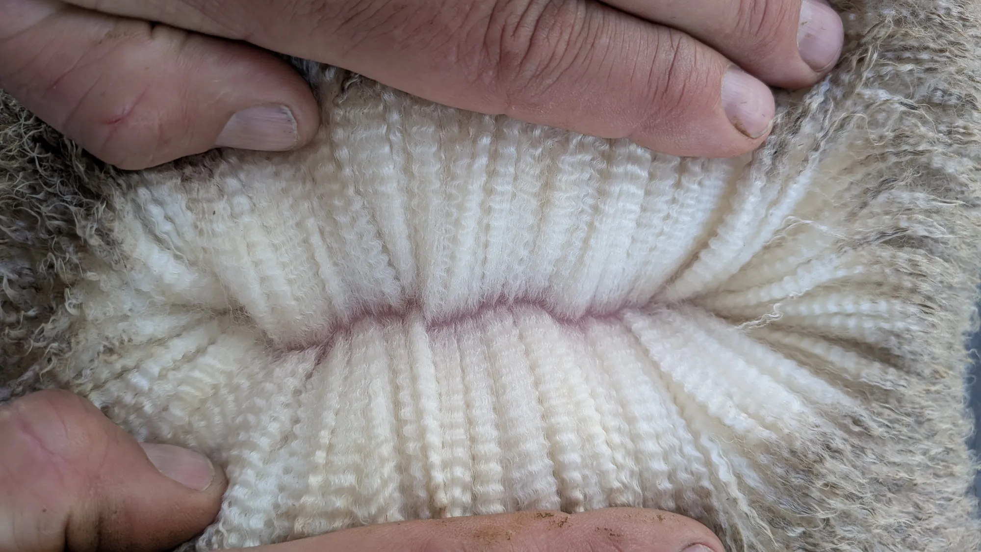 Mumblebone Lot 292, 2026 Ram Sale Merino ram