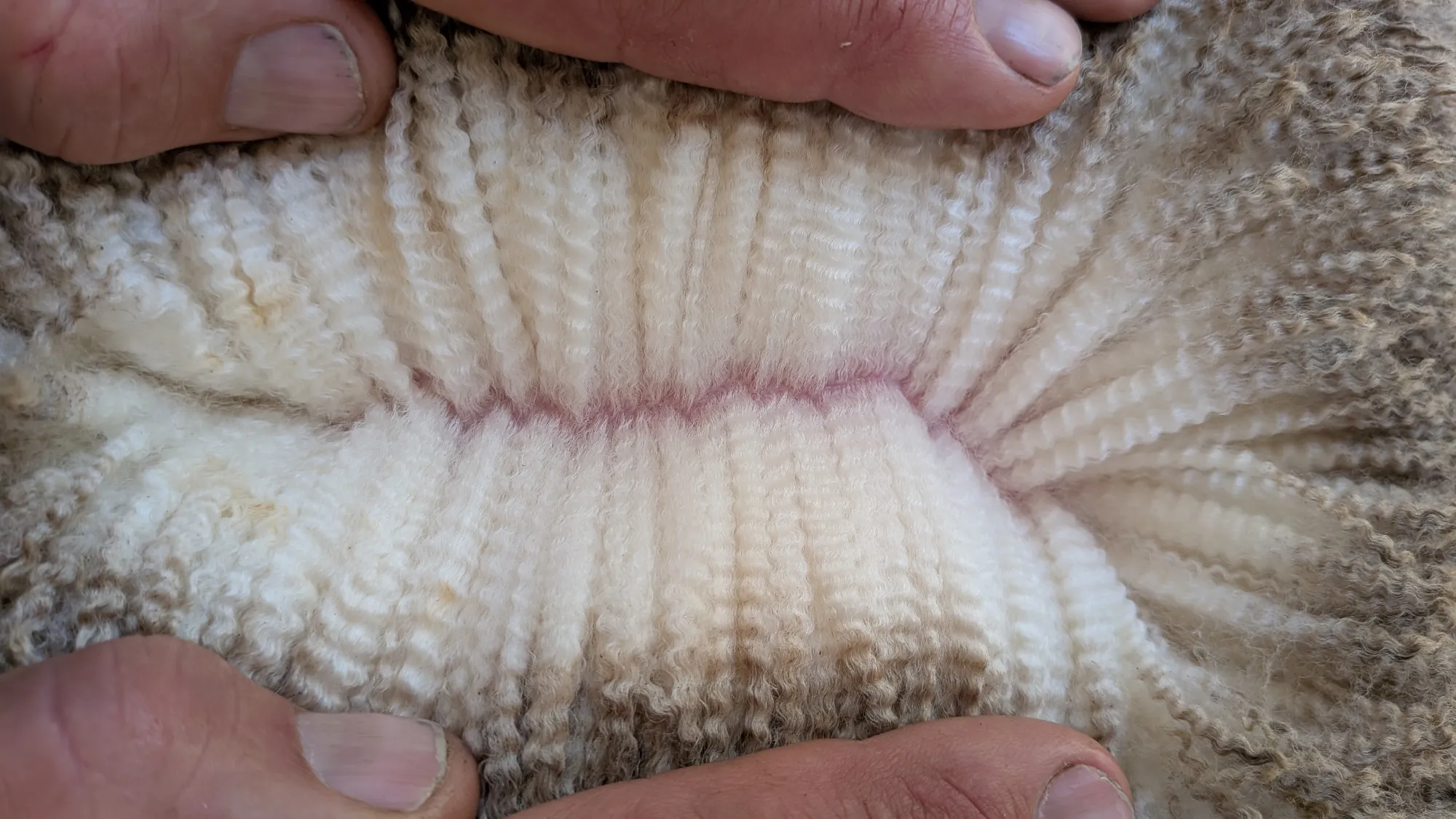 Mumblebone Lot 27, 2026 Ram Sale Merino ram