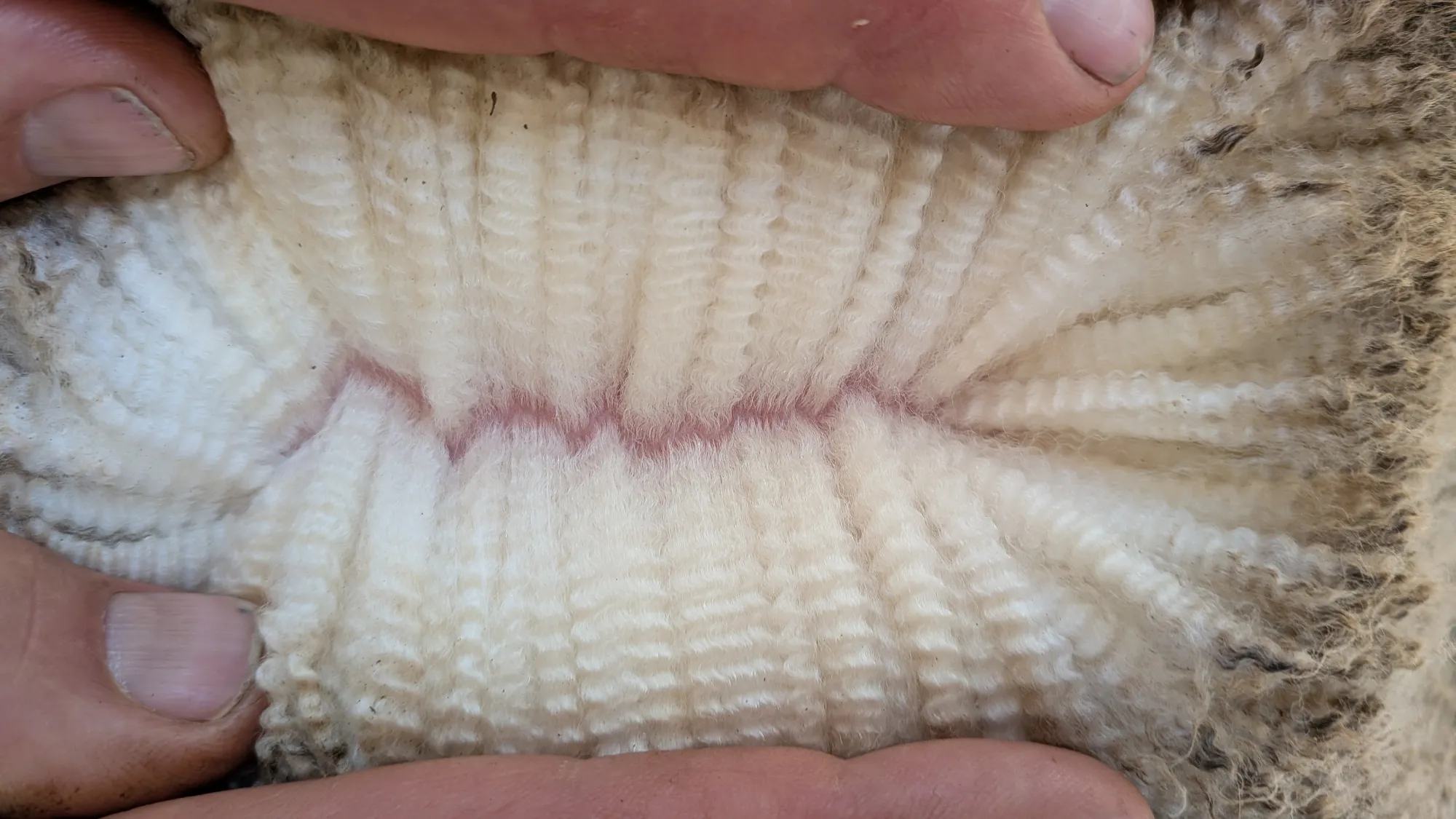 Mumblebone Lot 79, 2026 Ram Sale Merino ram