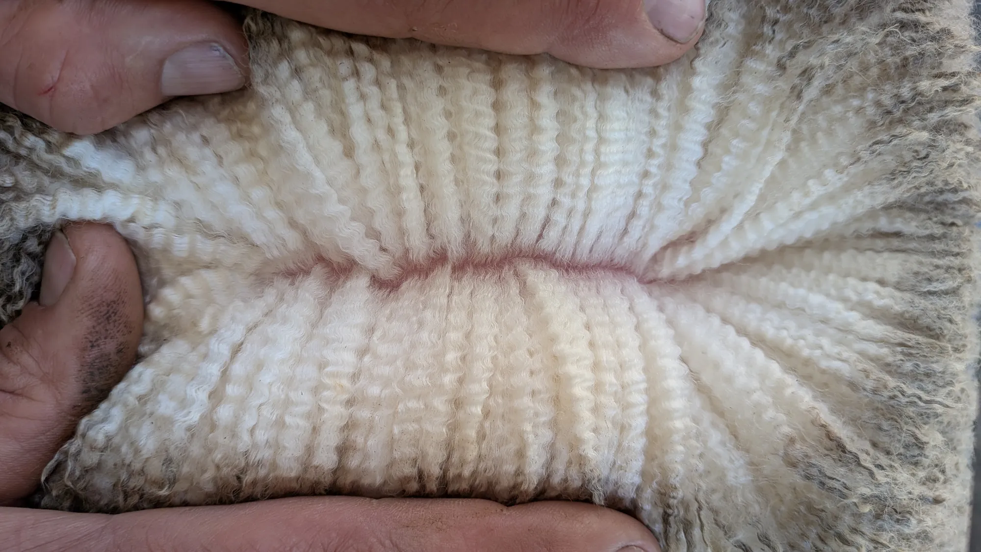 Mumblebone Lot 147, 2026 Ram Sale Merino ram