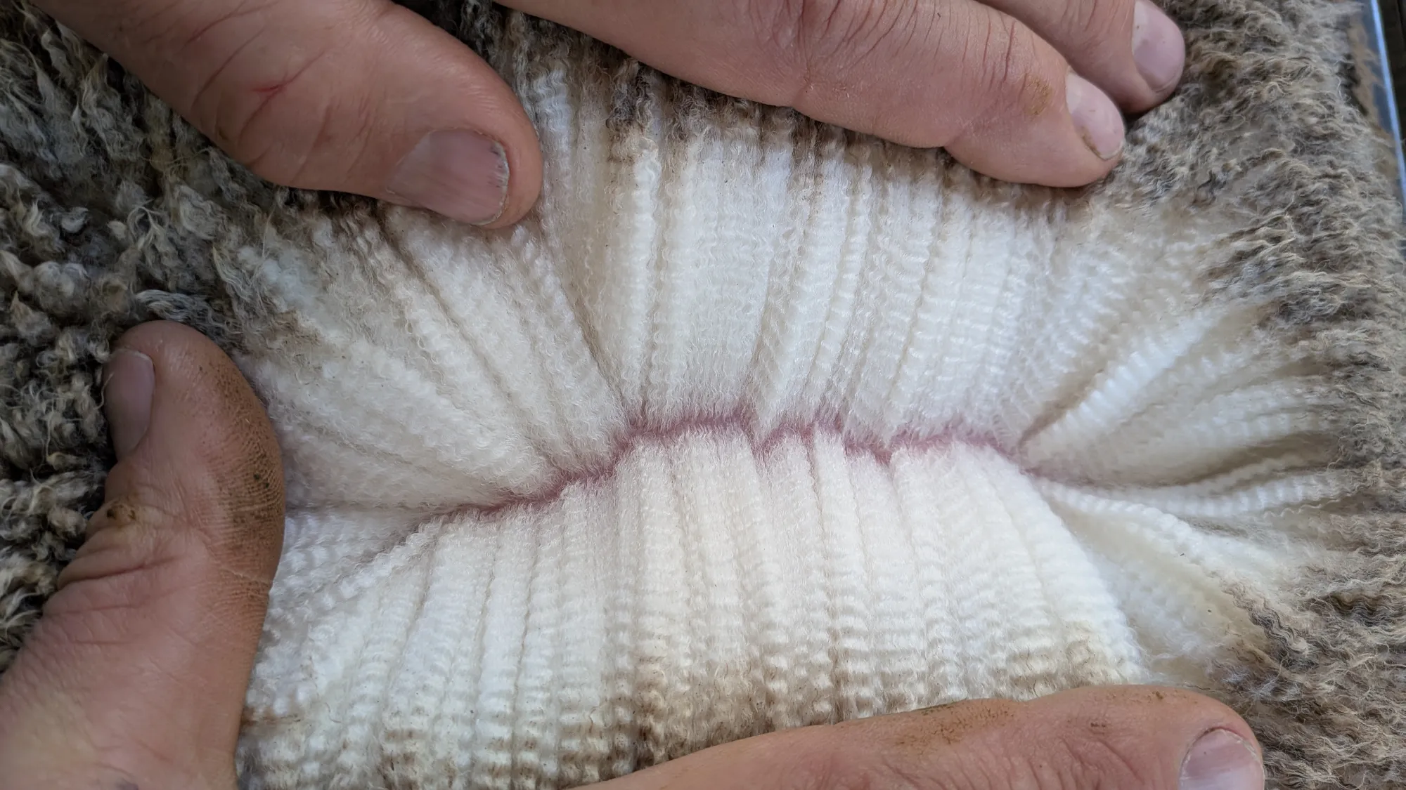 Mumblebone Lot 268, 2026 Ram Sale Merino ram