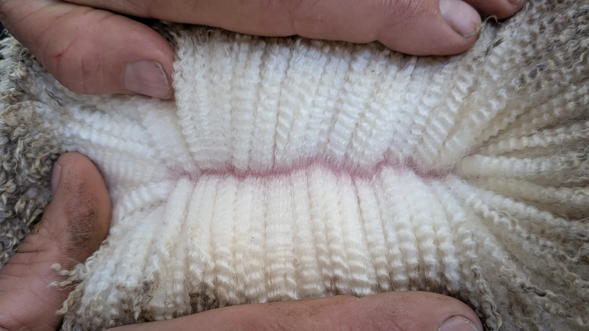 Mumblebone Lot 223, 2026 Ram Sale Merino ram