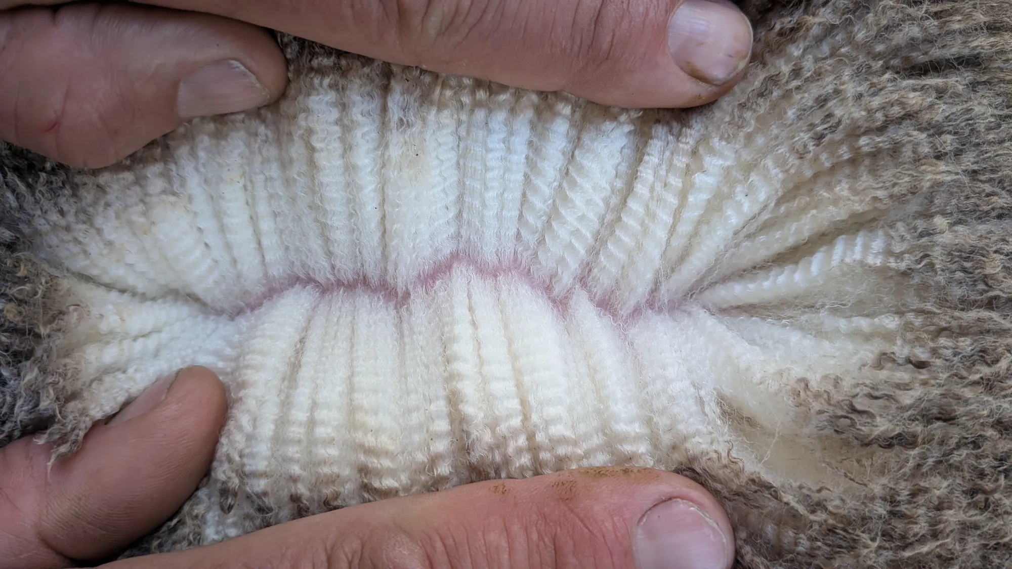 Mumblebone Lot 161, 2026 Ram Sale Merino ram