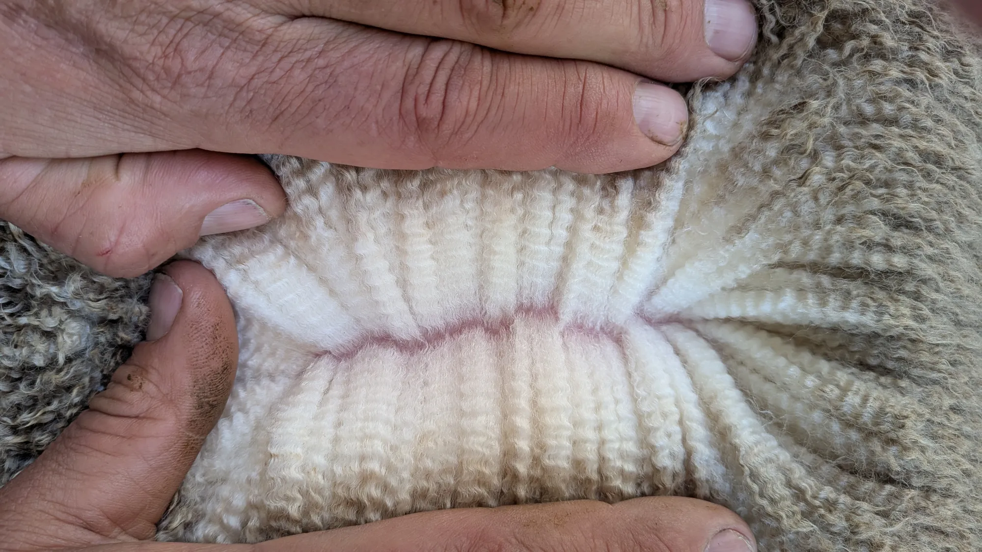 Mumblebone Lot 201, 2026 Ram Sale Merino ram