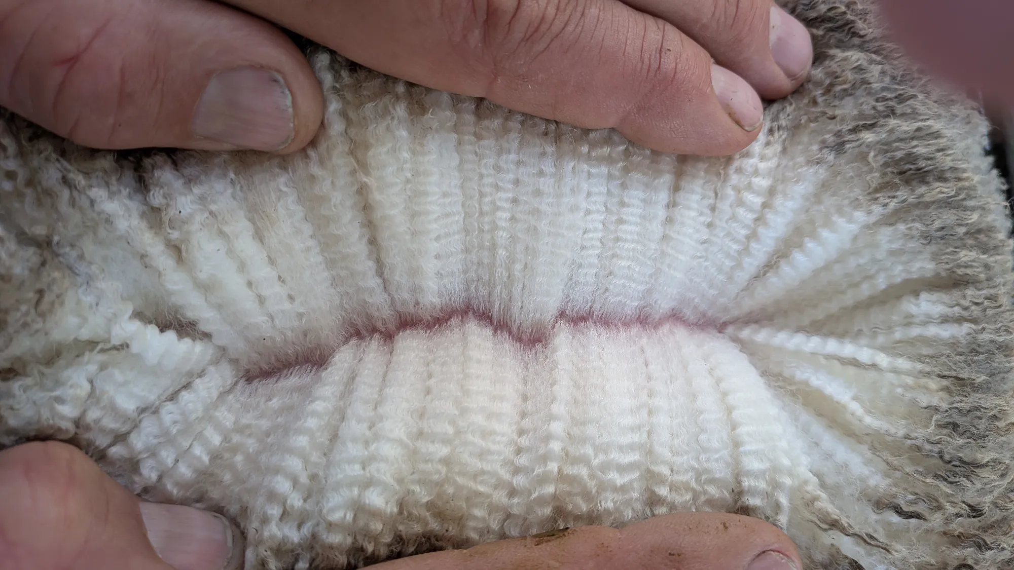 Mumblebone Lot 242, 2026 Ram Sale Merino ram