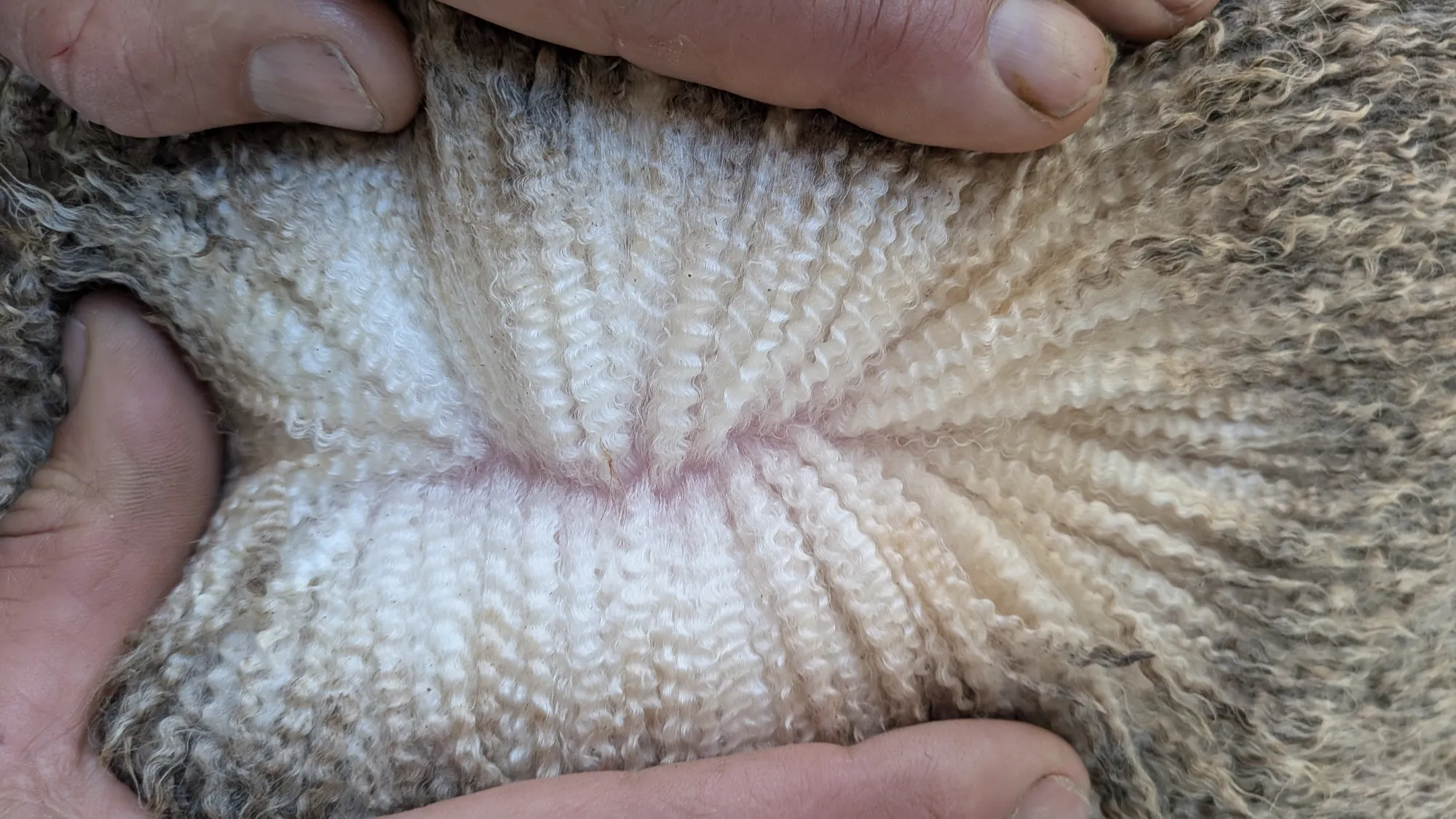 Mumblebone Lot 109, 2026 Ram Sale Merino ram