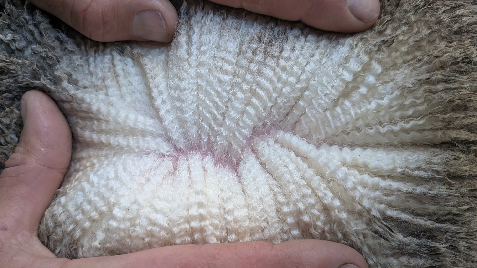 Mumblebone Lot 108, 2026 Ram Sale Merino ram