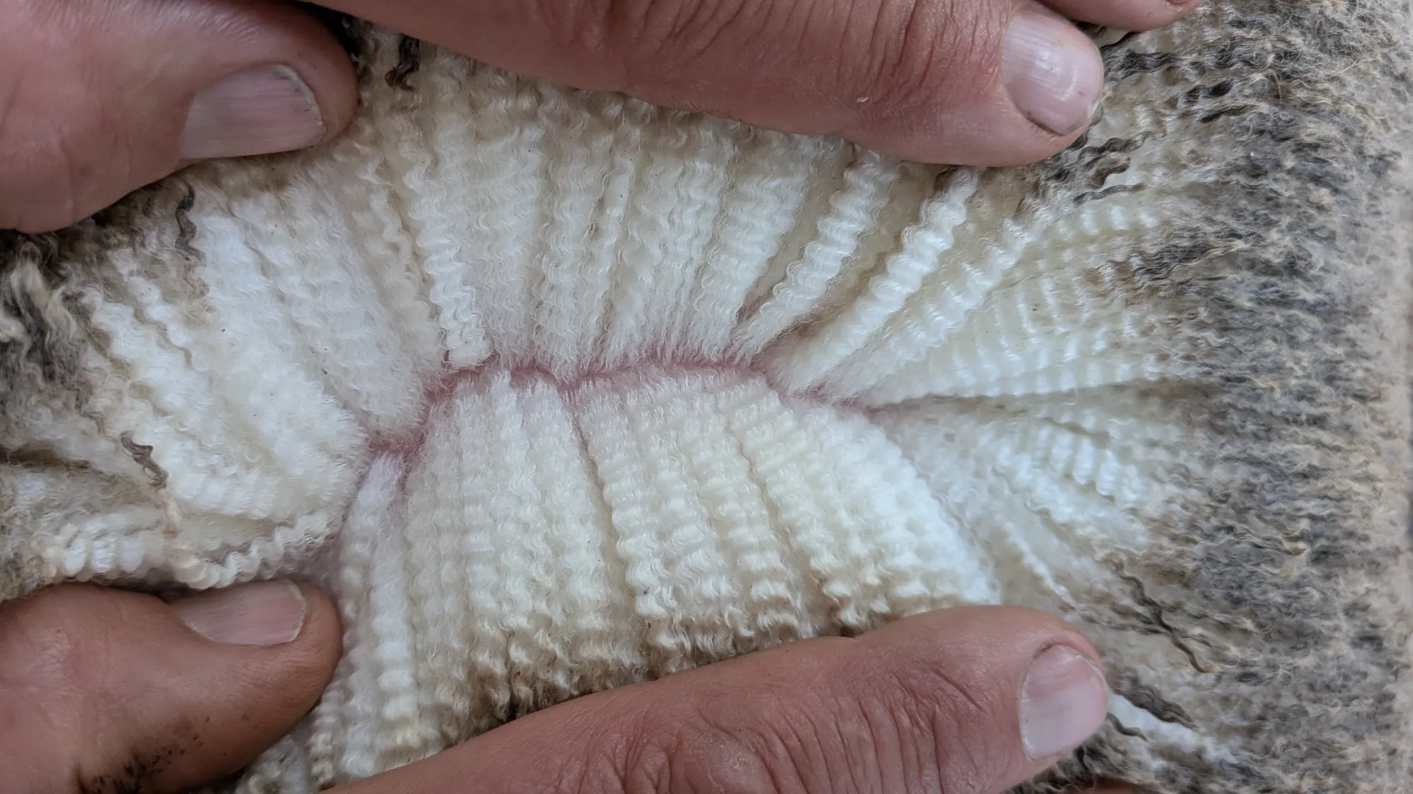 Mumblebone Lot 31, 2026 Ram Sale Merino ram