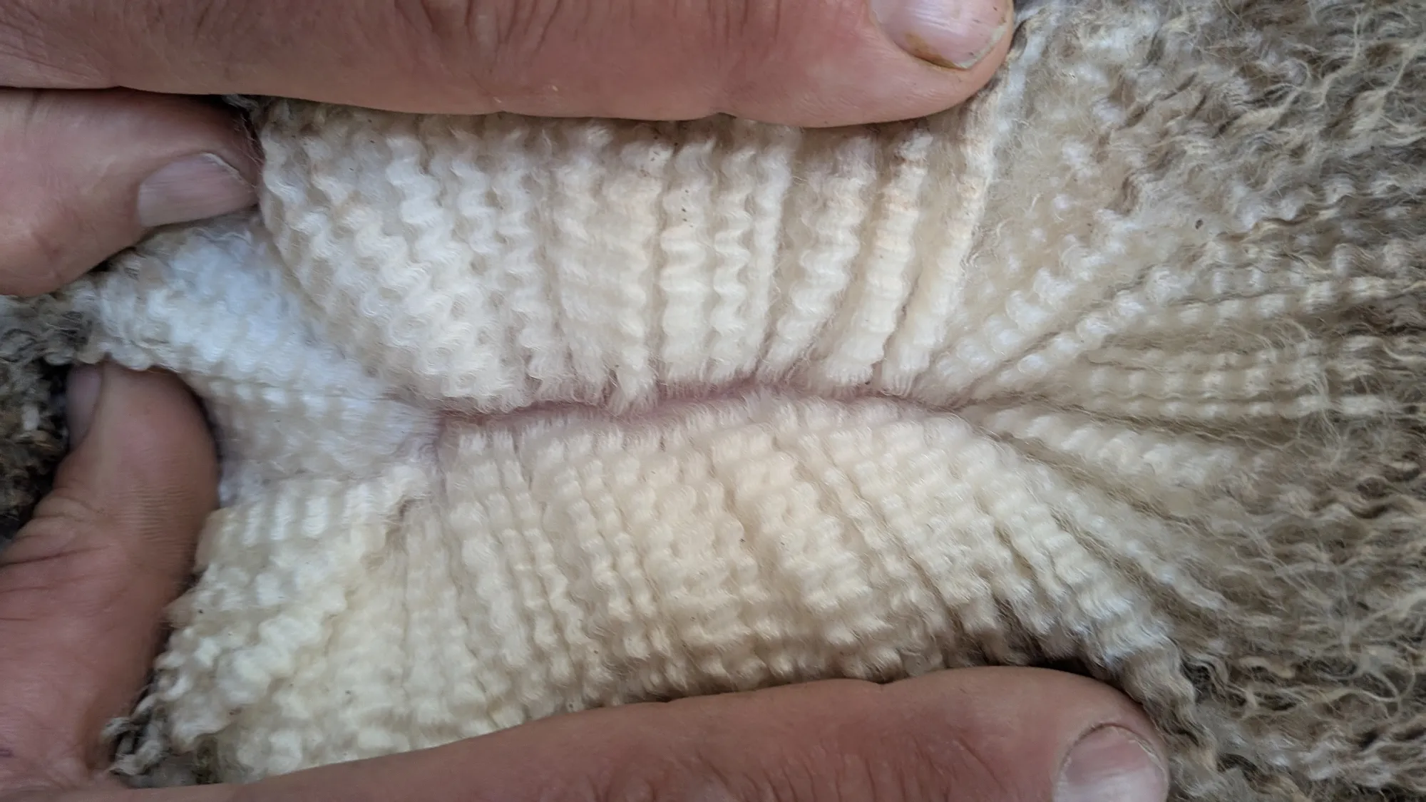 Mumblebone Lot 182, 2026 Ram Sale Merino ram