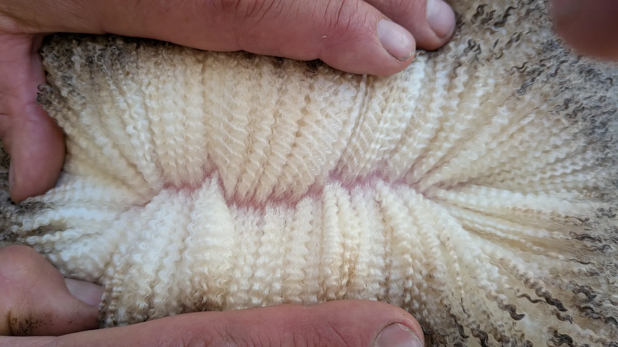 Mumblebone Lot 46, 2026 Ram Sale Merino ram