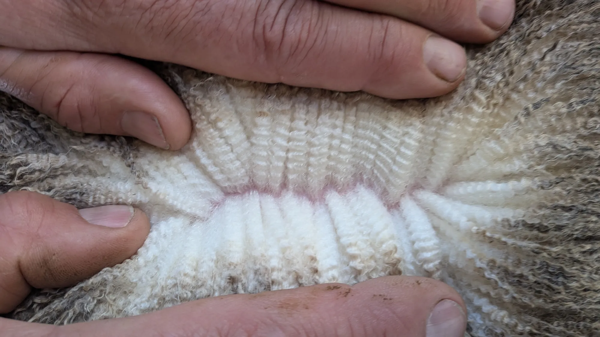 Mumblebone Lot 213, 2026 Ram Sale Merino ram