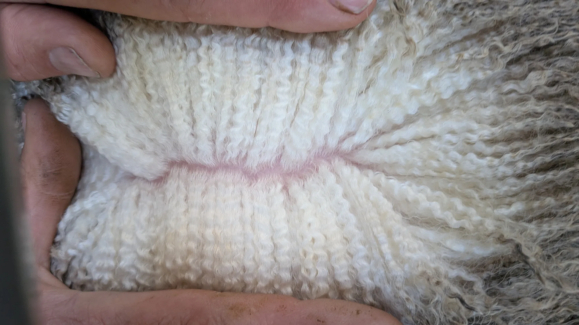 Mumblebone Lot 238, 2026 Ram Sale Merino ram