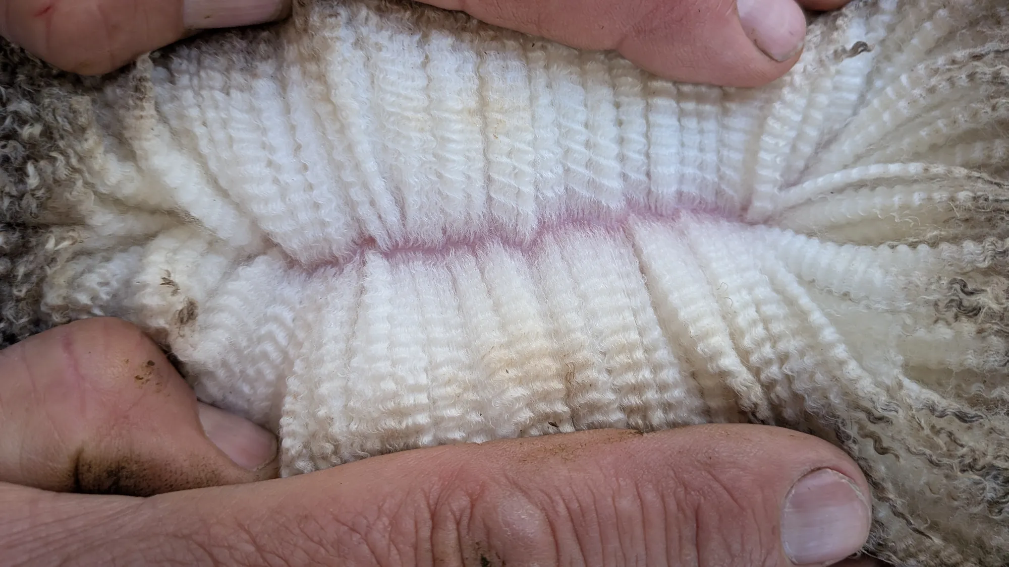 Mumblebone Lot 220, 2026 Ram Sale Merino ram
