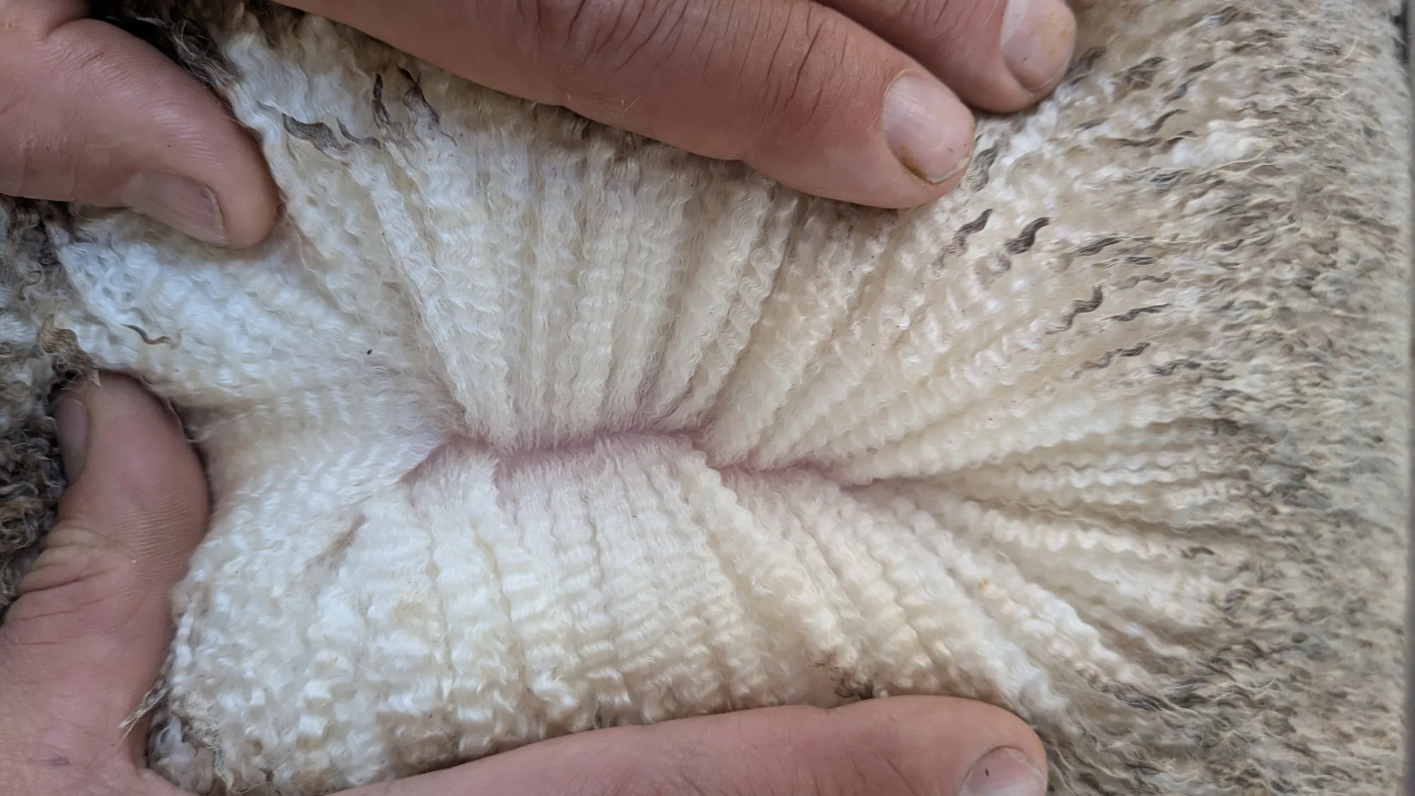 Mumblebone Lot 117, 2026 Ram Sale Merino ram