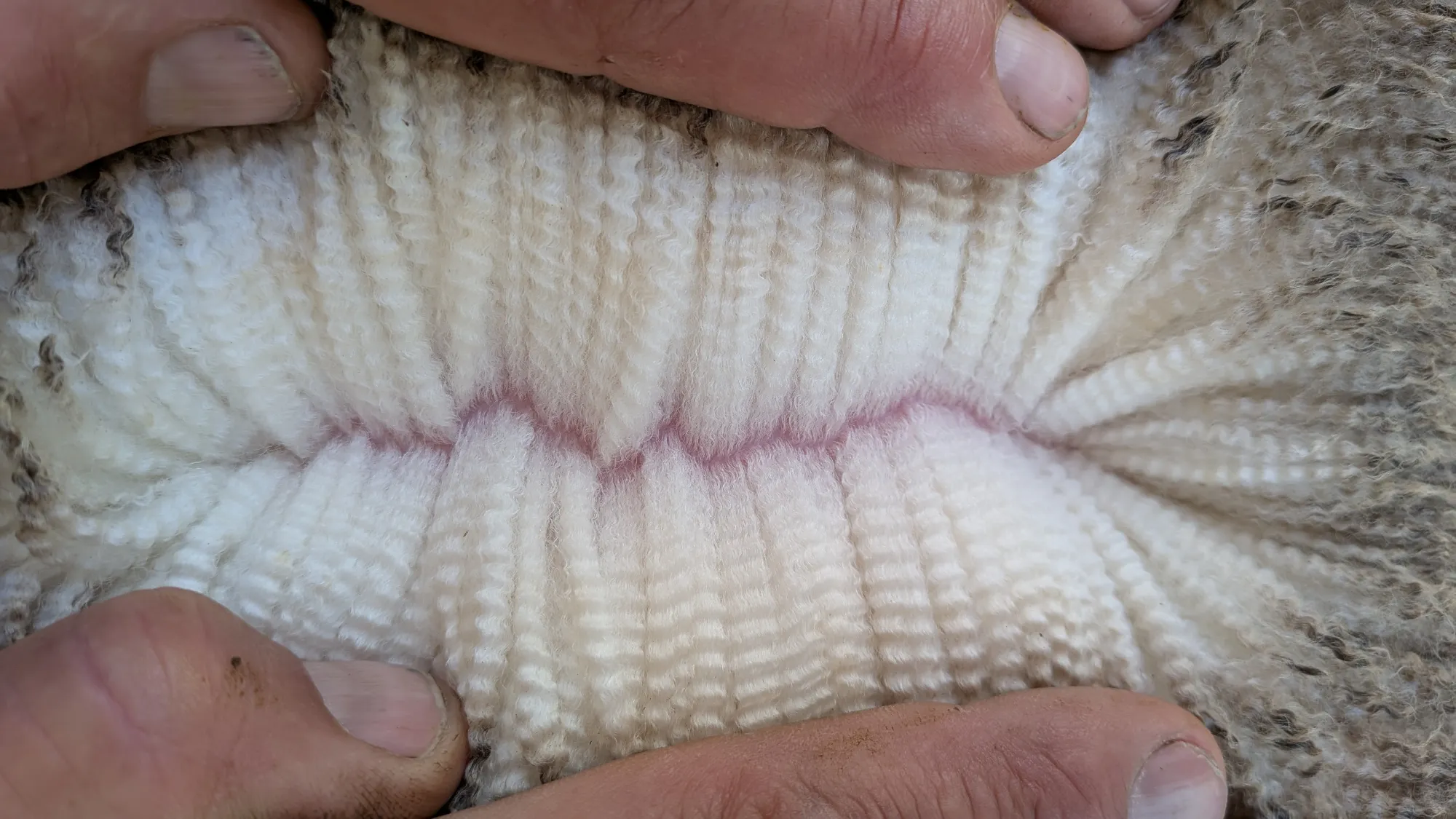 Mumblebone Lot 37, 2026 Ram Sale Merino ram