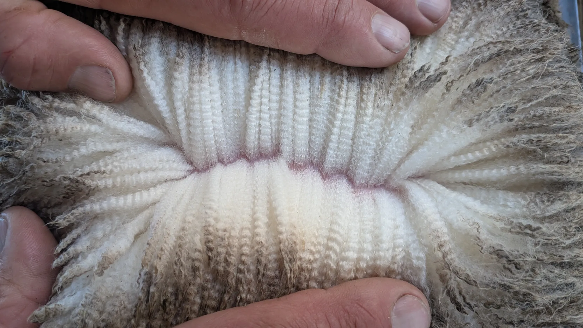 Mumblebone Lot 166, 2026 Ram Sale Merino ram