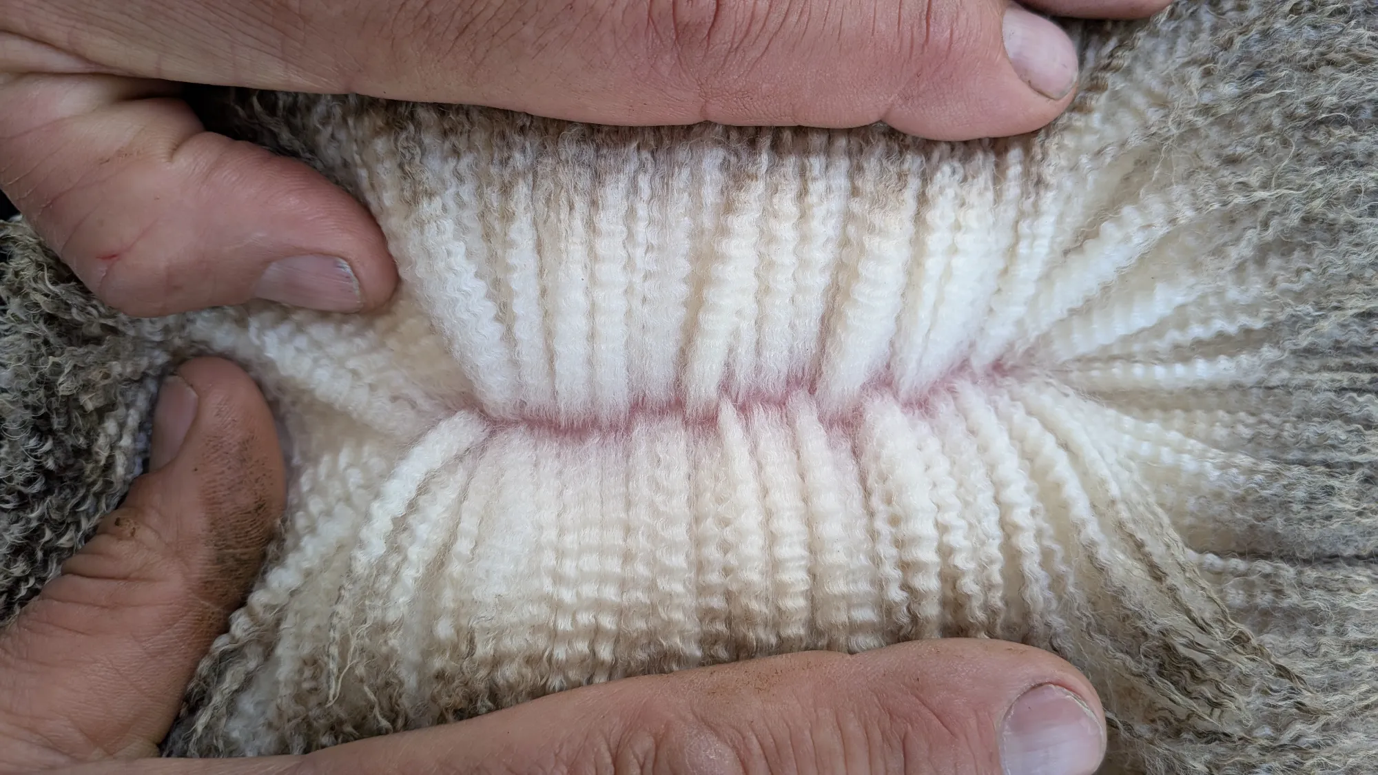 Mumblebone Lot 272, 2026 Ram Sale Merino ram