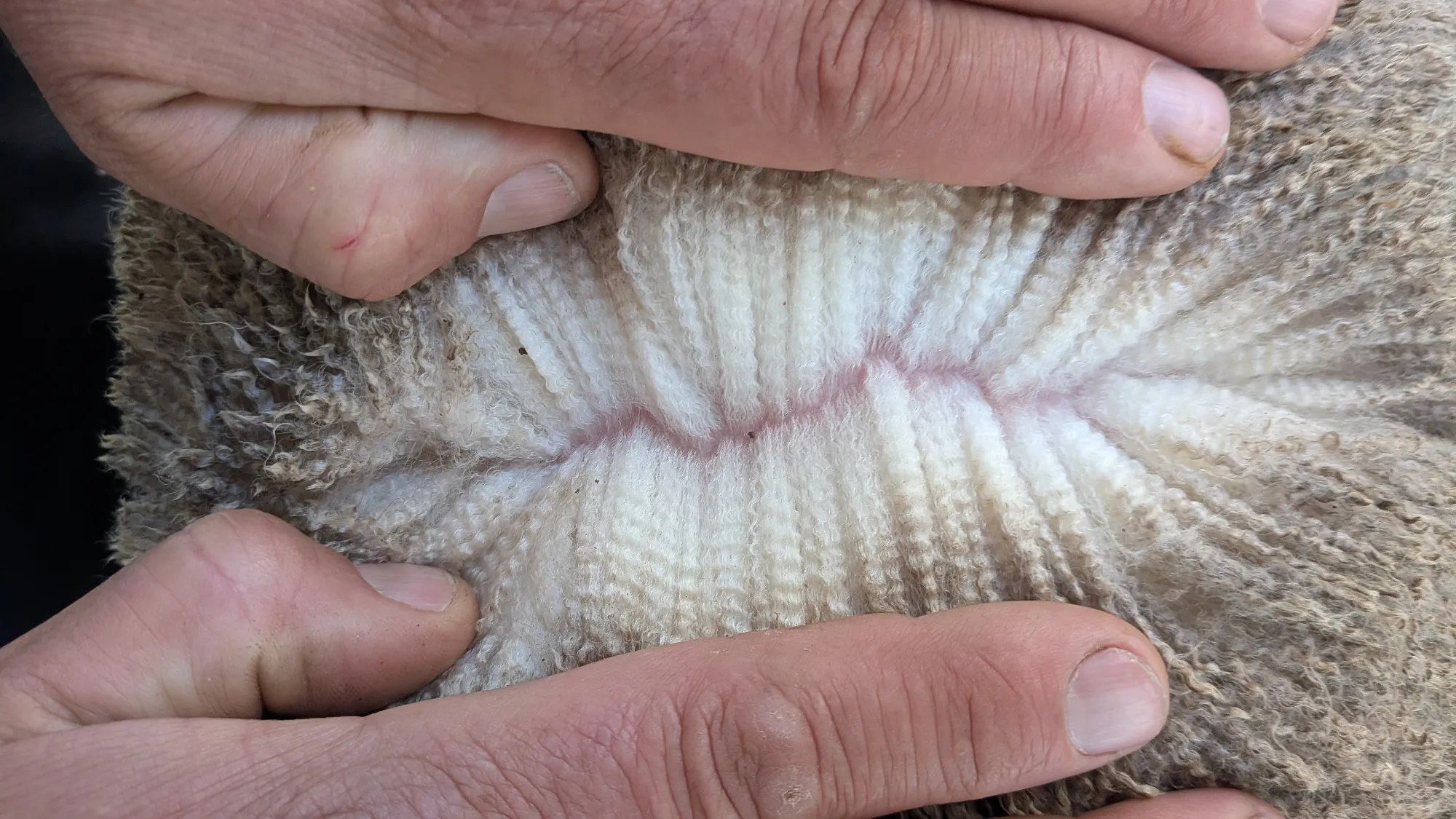 Mumblebone Lot 173, 2026 Ram Sale Merino ram