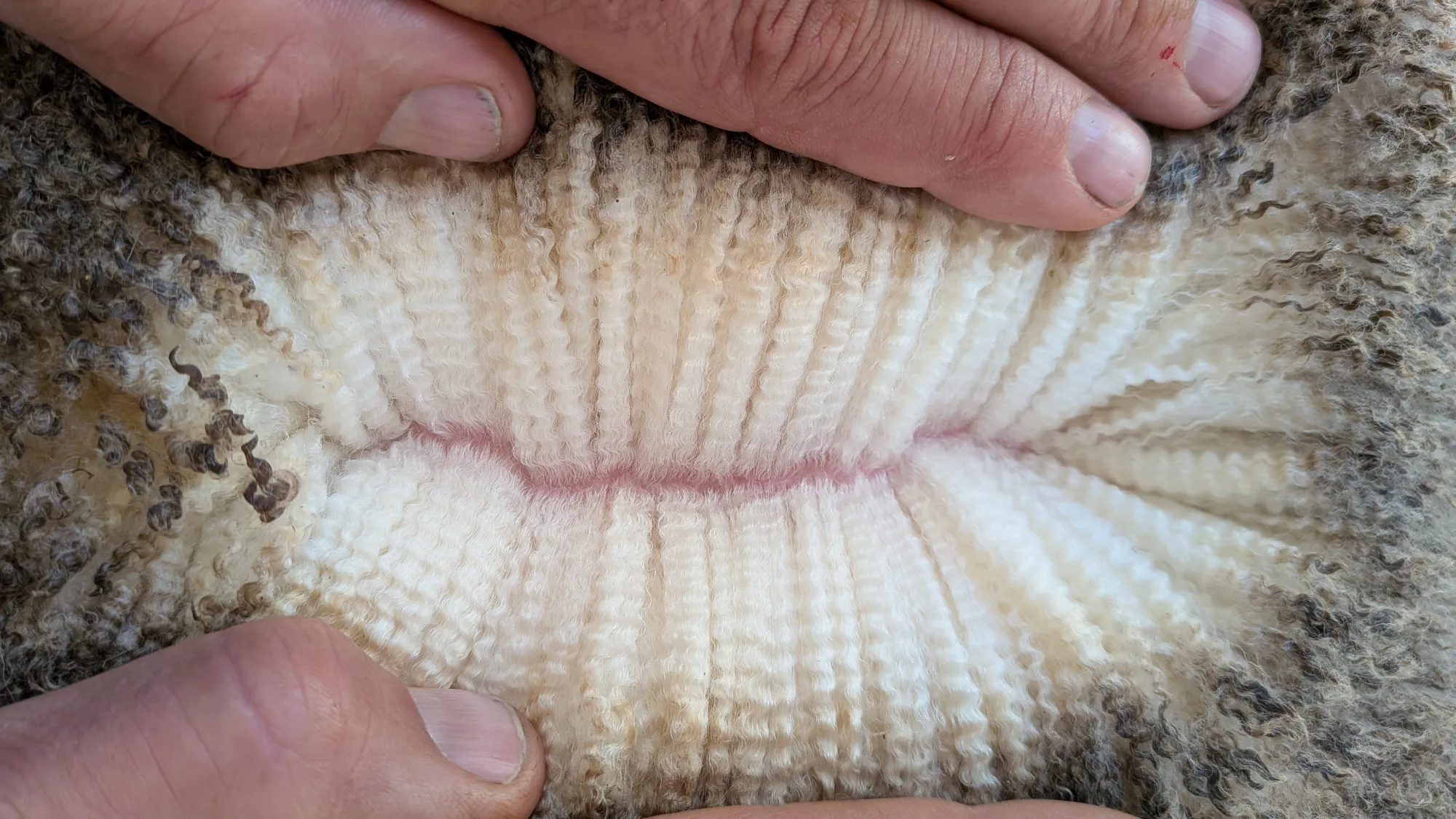 Mumblebone Lot 24, 2026 Ram Sale Merino ram