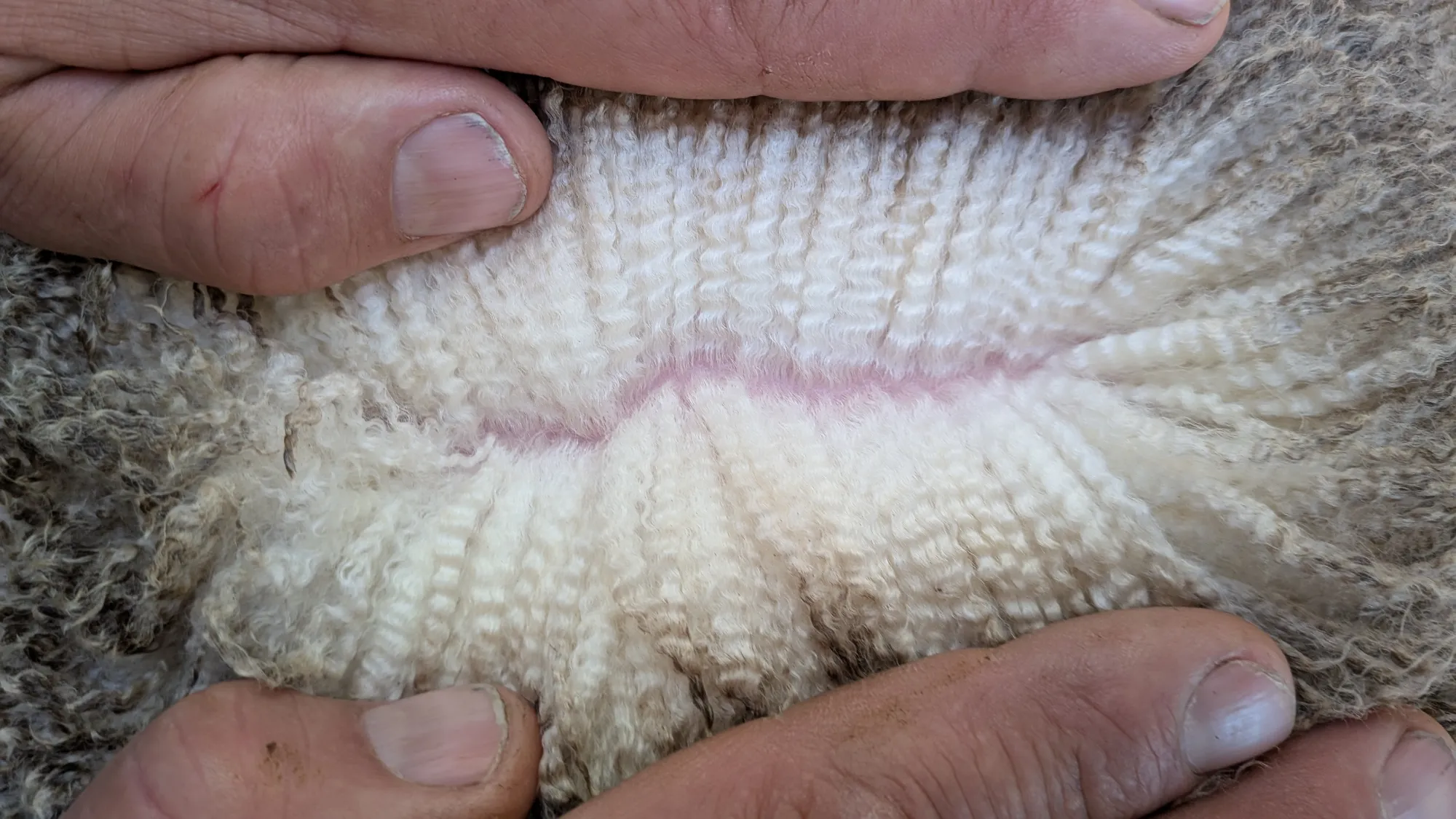 Mumblebone Lot 96, 2026 Ram Sale Merino ram