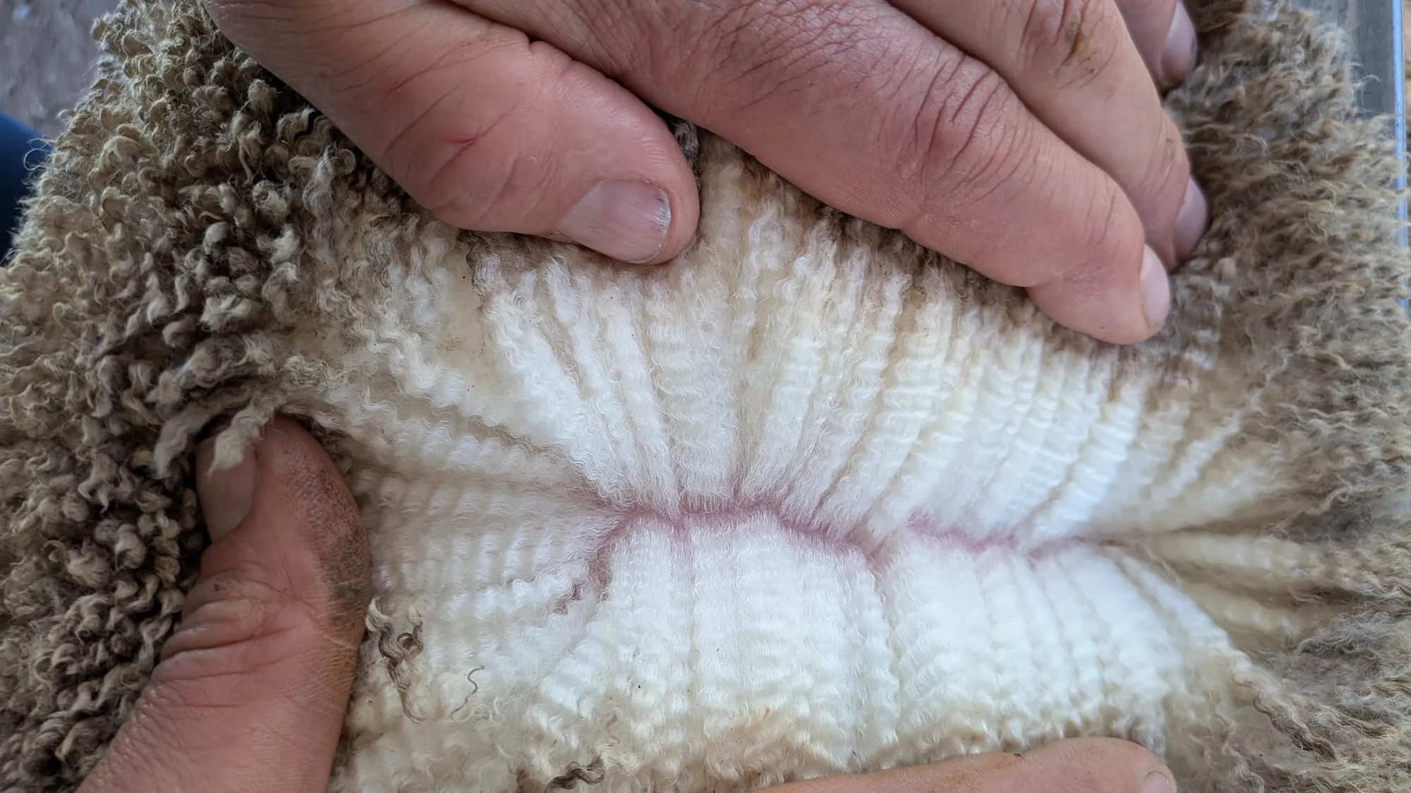 Mumblebone Lot 289, 2026 Ram Sale Merino ram