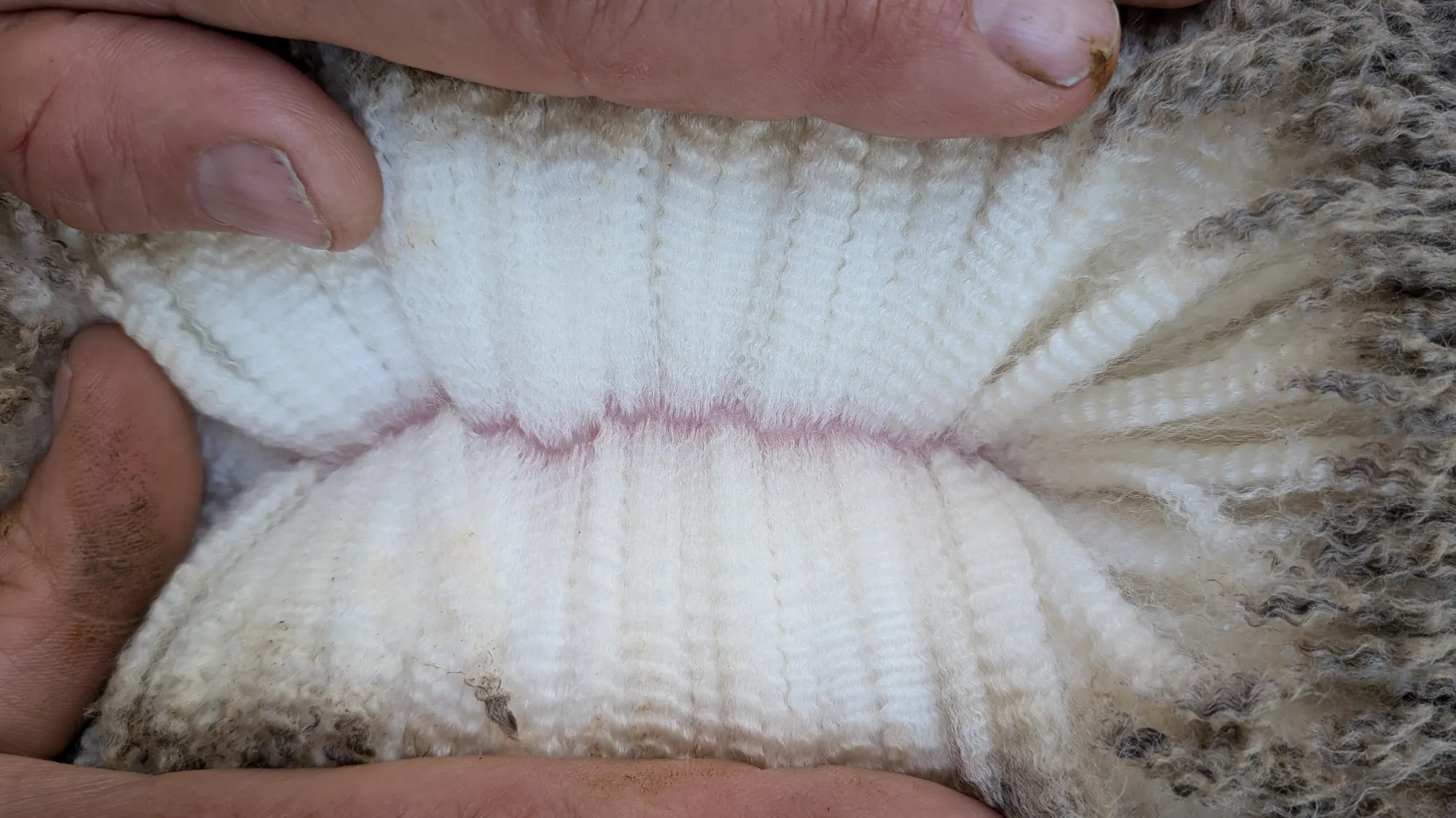 Mumblebone Lot 278, 2026 Ram Sale Merino ram