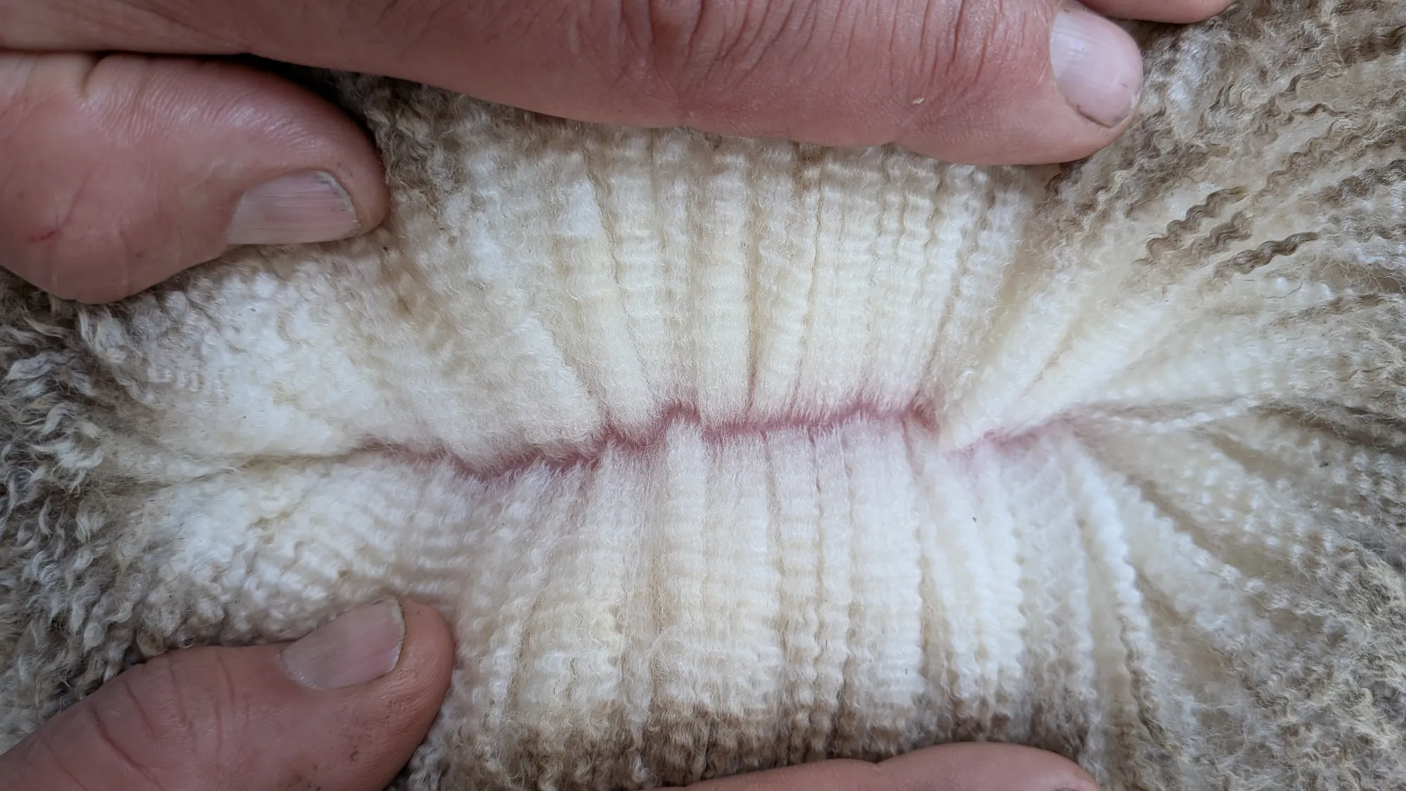 Mumblebone Lot 93, 2026 Ram Sale Merino ram