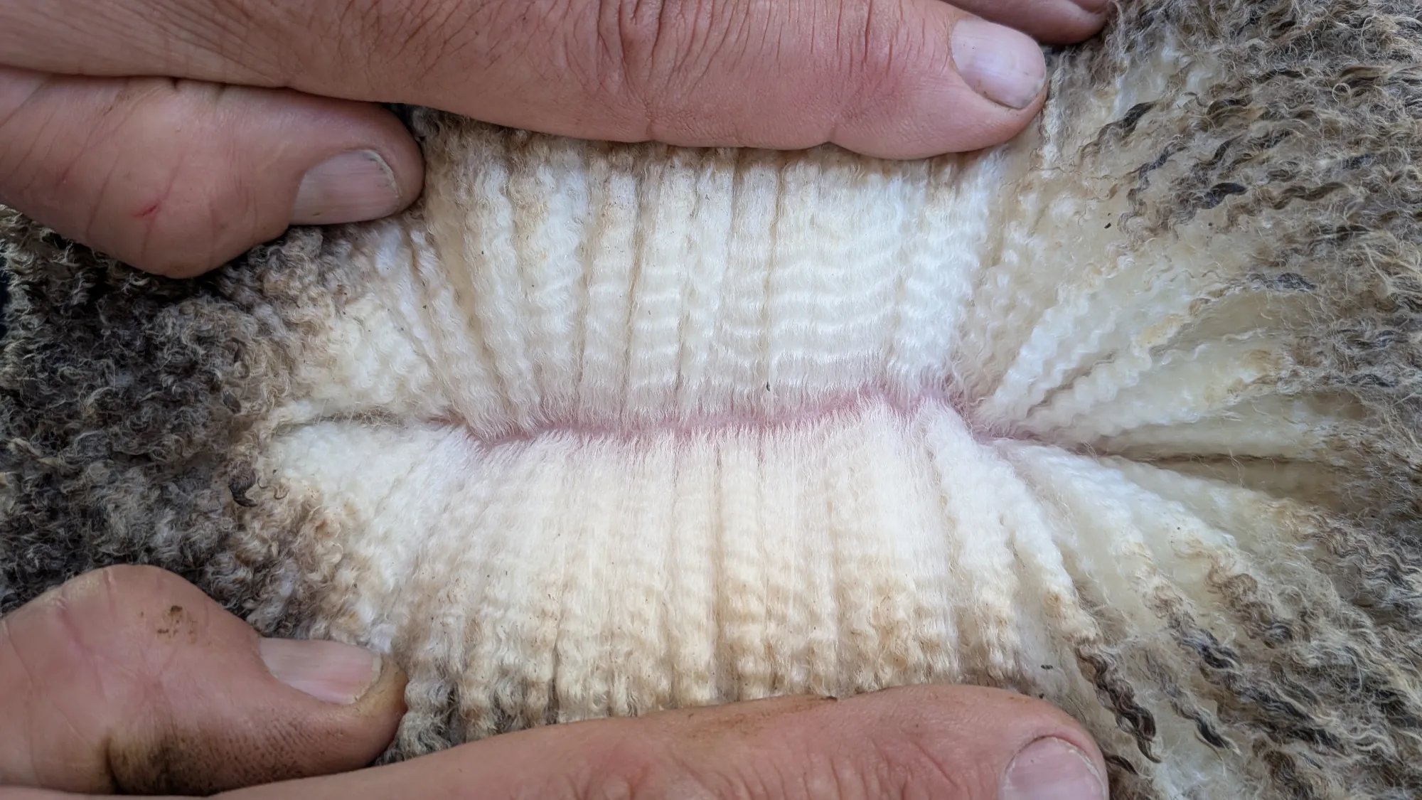 Mumblebone Lot 210, 2026 Ram Sale Merino ram
