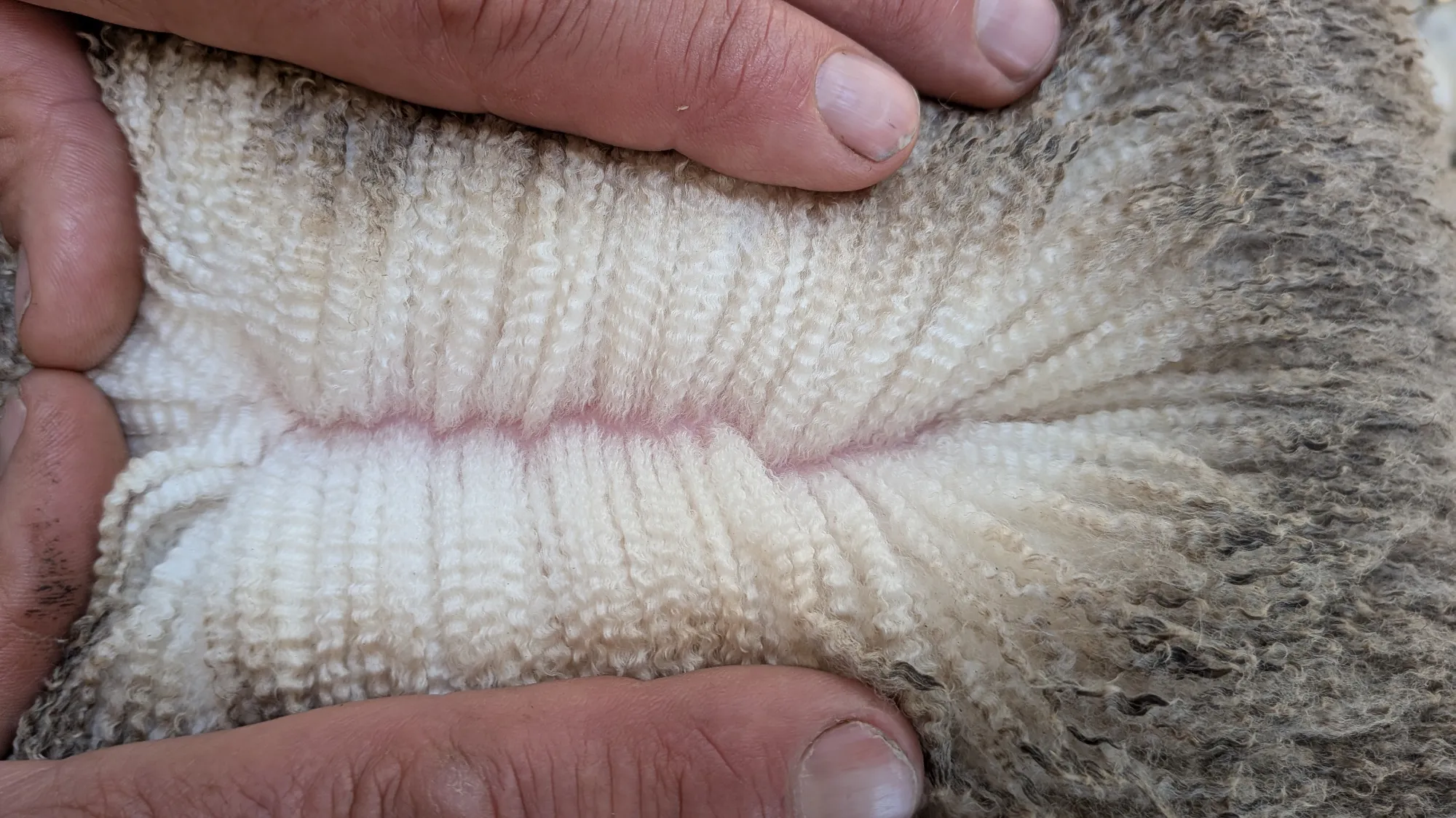 Mumblebone Lot 91, 2026 Ram Sale Merino ram