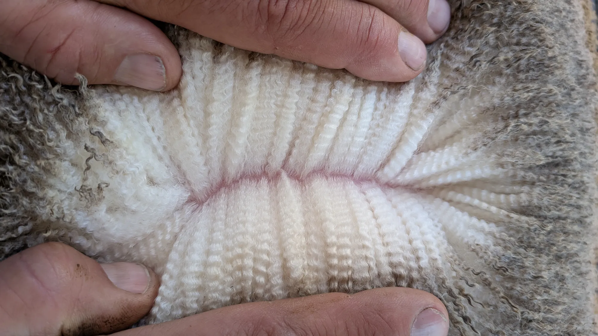 Mumblebone Lot 148, 2026 Ram Sale Merino ram
