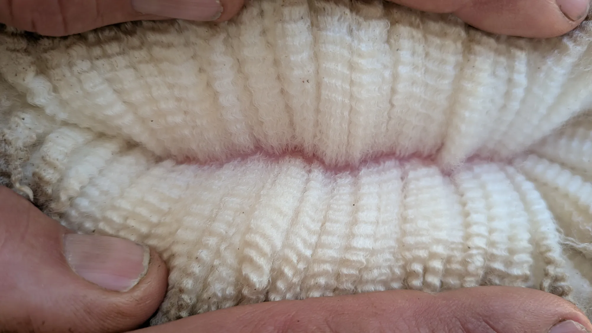 Mumblebone Lot 2, 2026 Ram Sale Merino ram