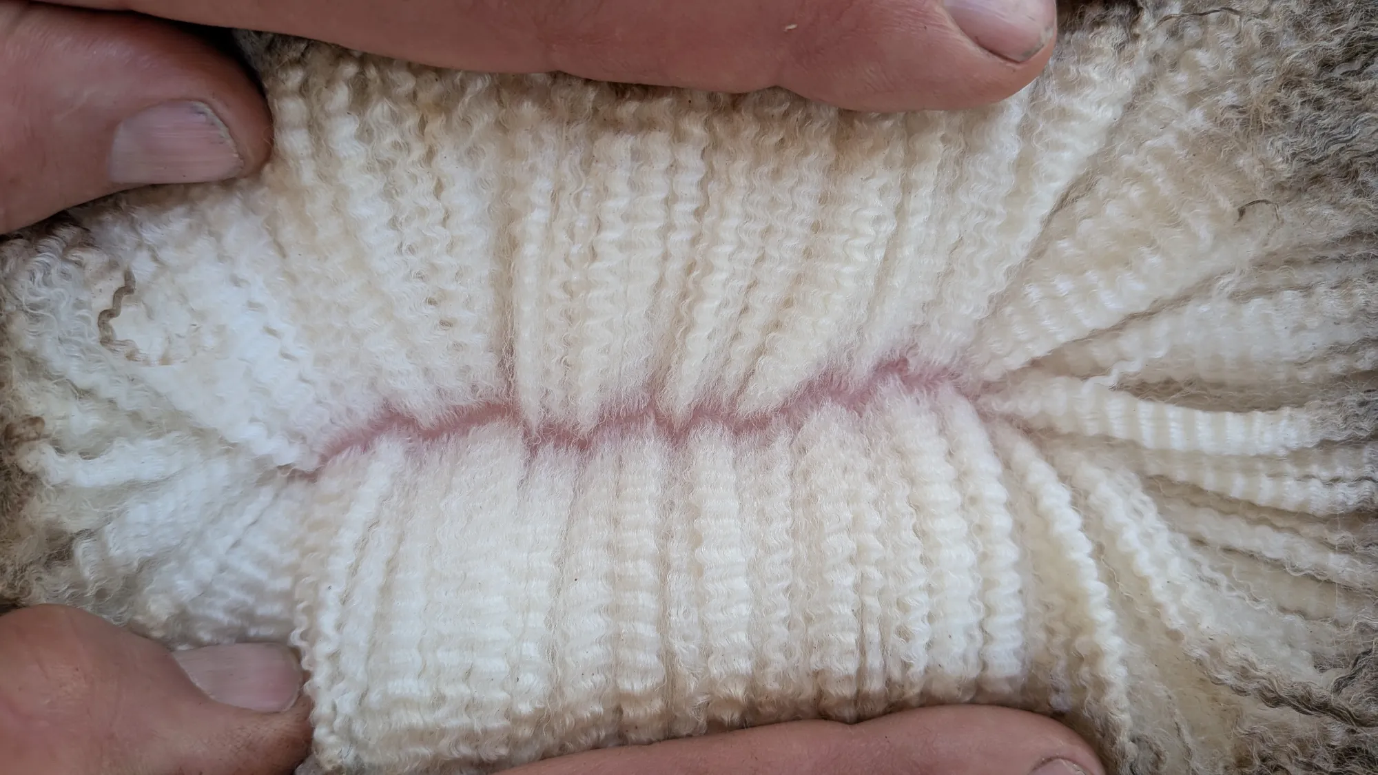 Mumblebone Lot 12, 2026 Ram Sale Merino ram