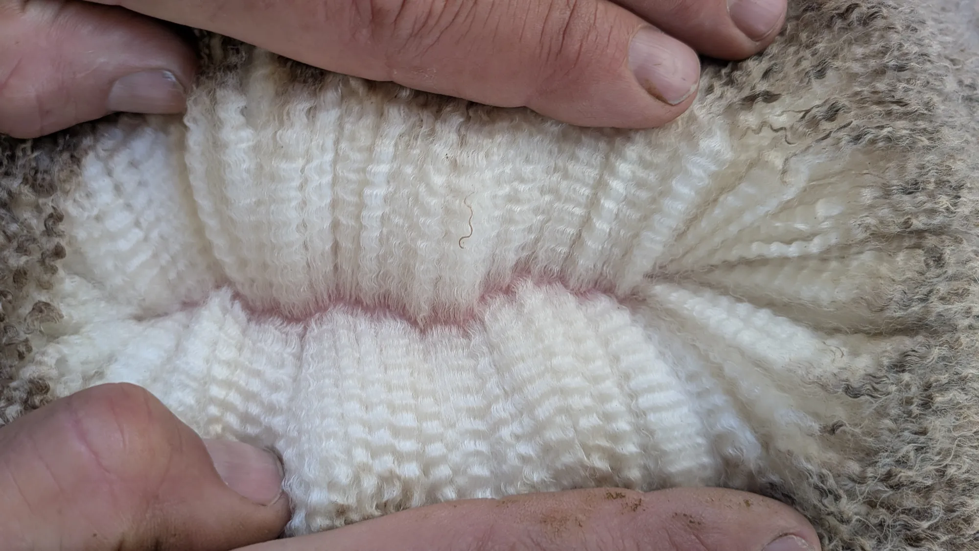 Mumblebone Lot 271, 2026 Ram Sale Merino ram