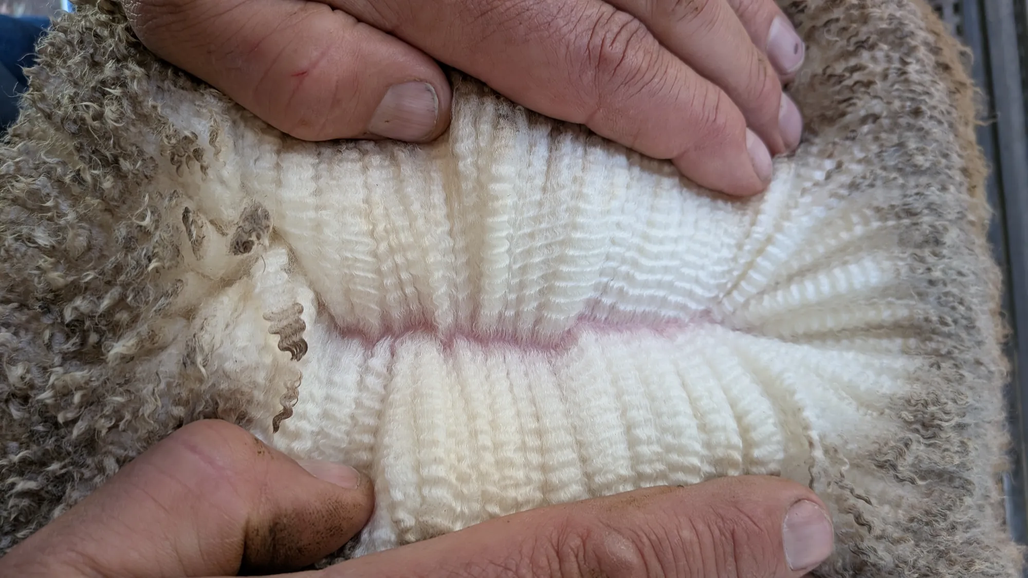 Mumblebone Lot 273, 2026 Ram Sale Merino ram